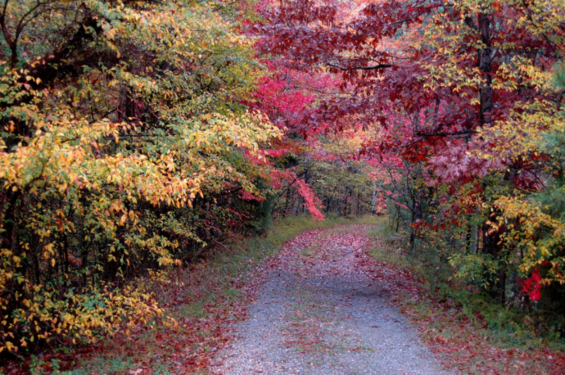 Herbstlaub in Kentucky