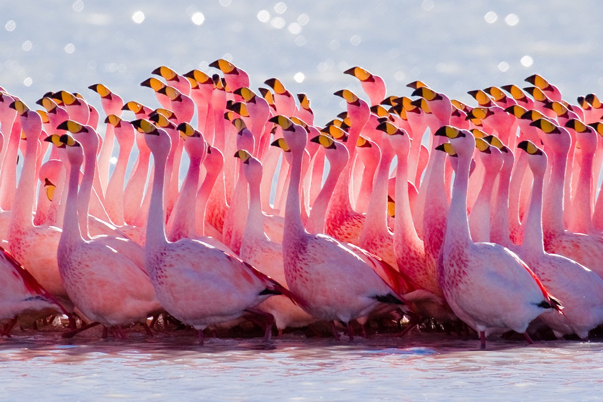 Flamants roses