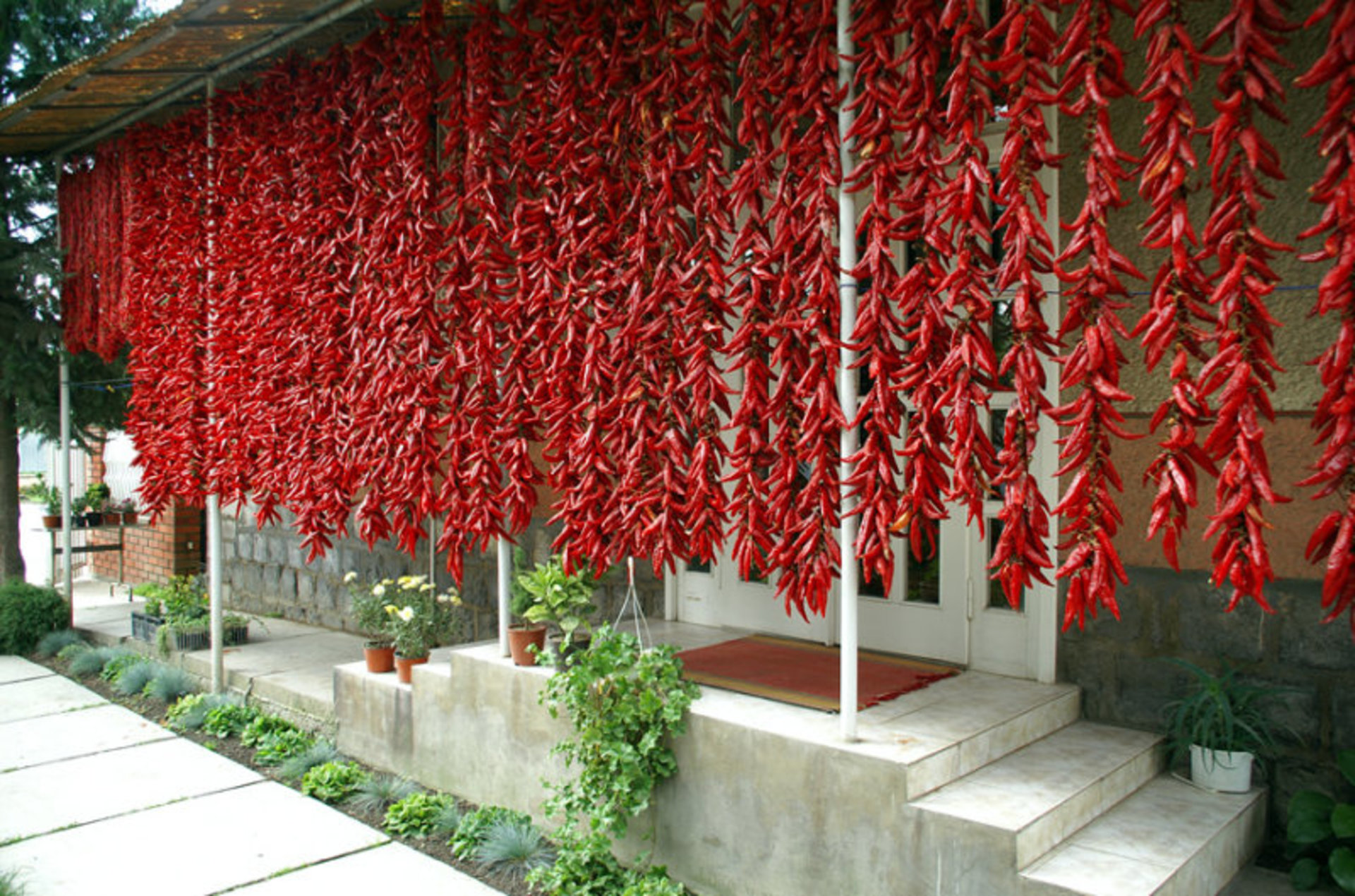 Récolte de paprika doux