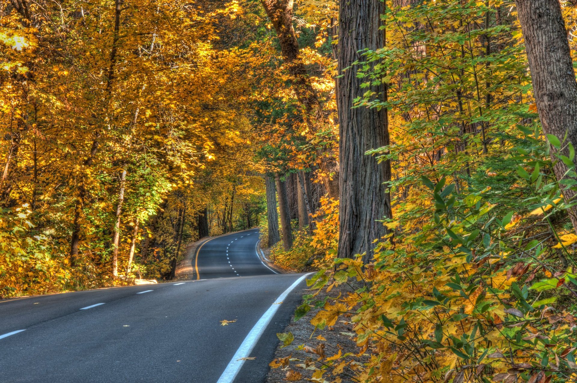 Herbstlaub in Yosemite