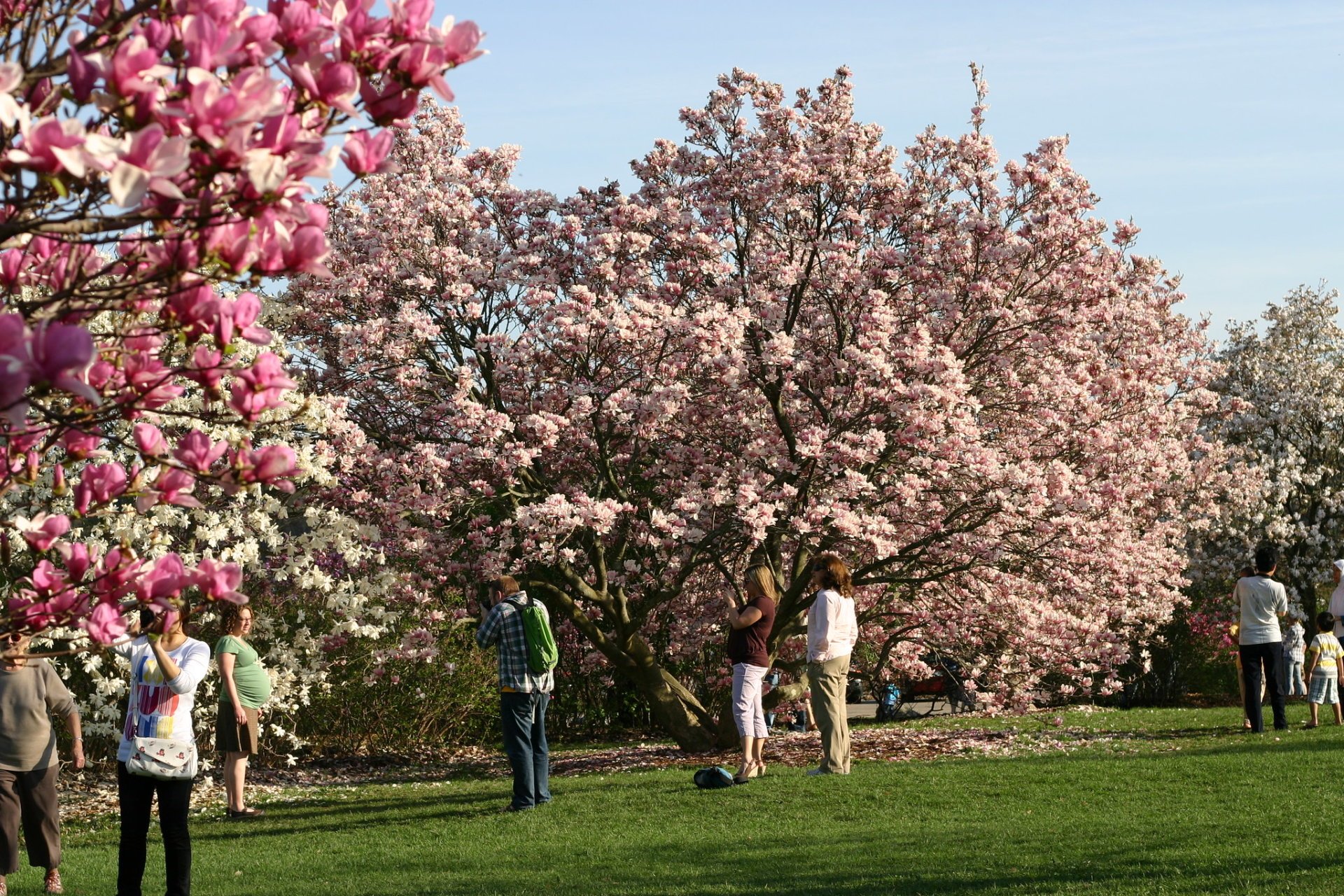 Cherry Blossom