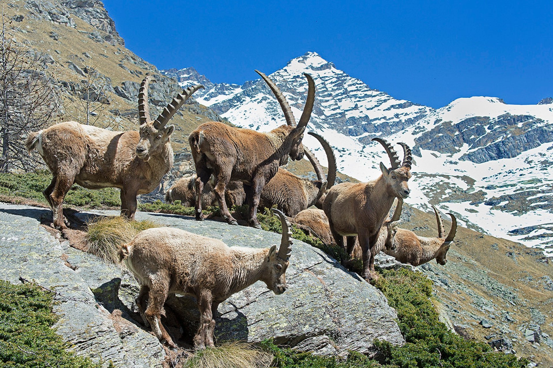 Ibex alpin