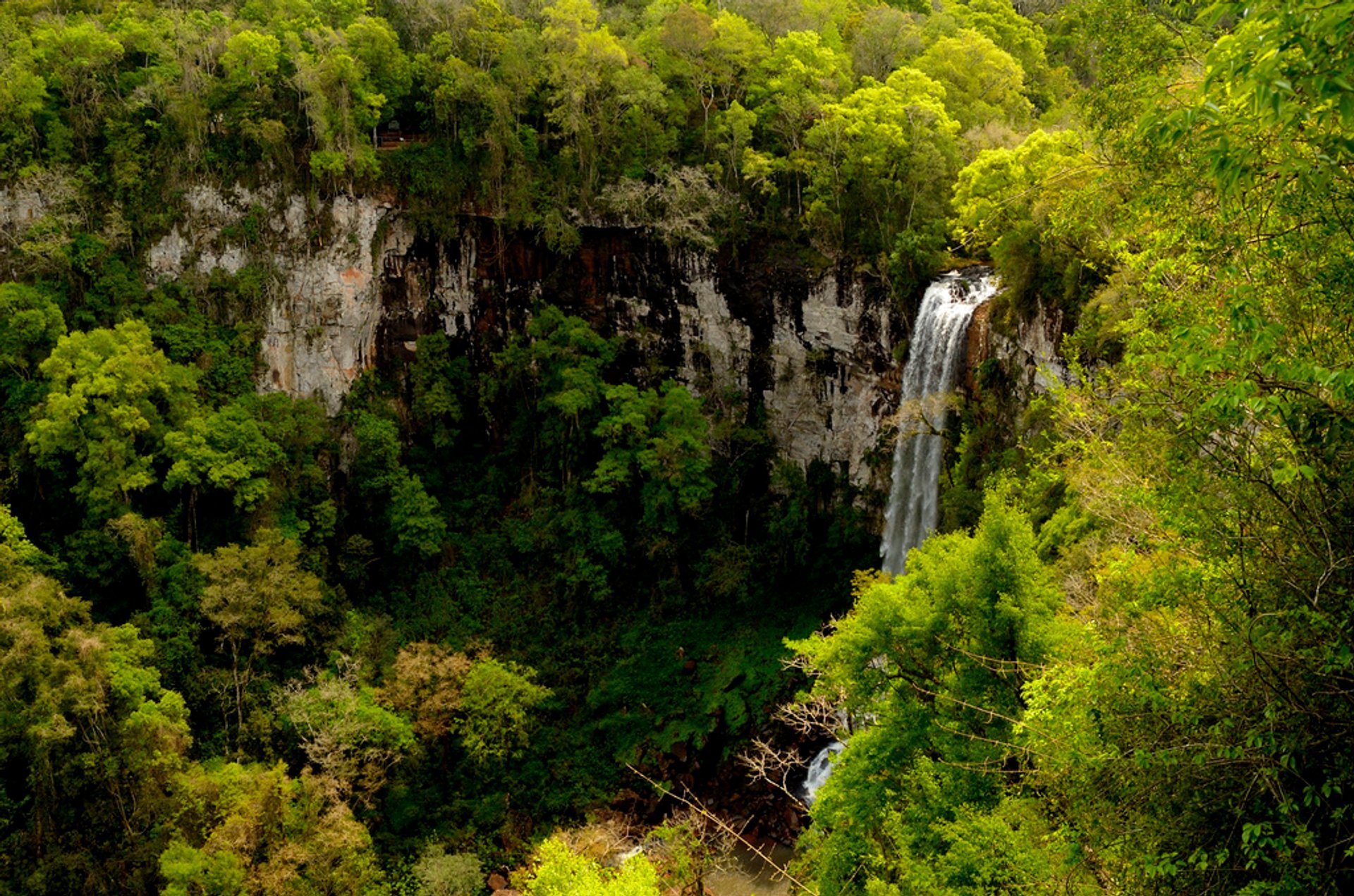 Misiones Dschungel