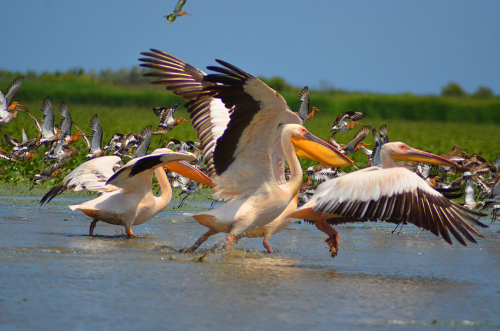 Pelicans