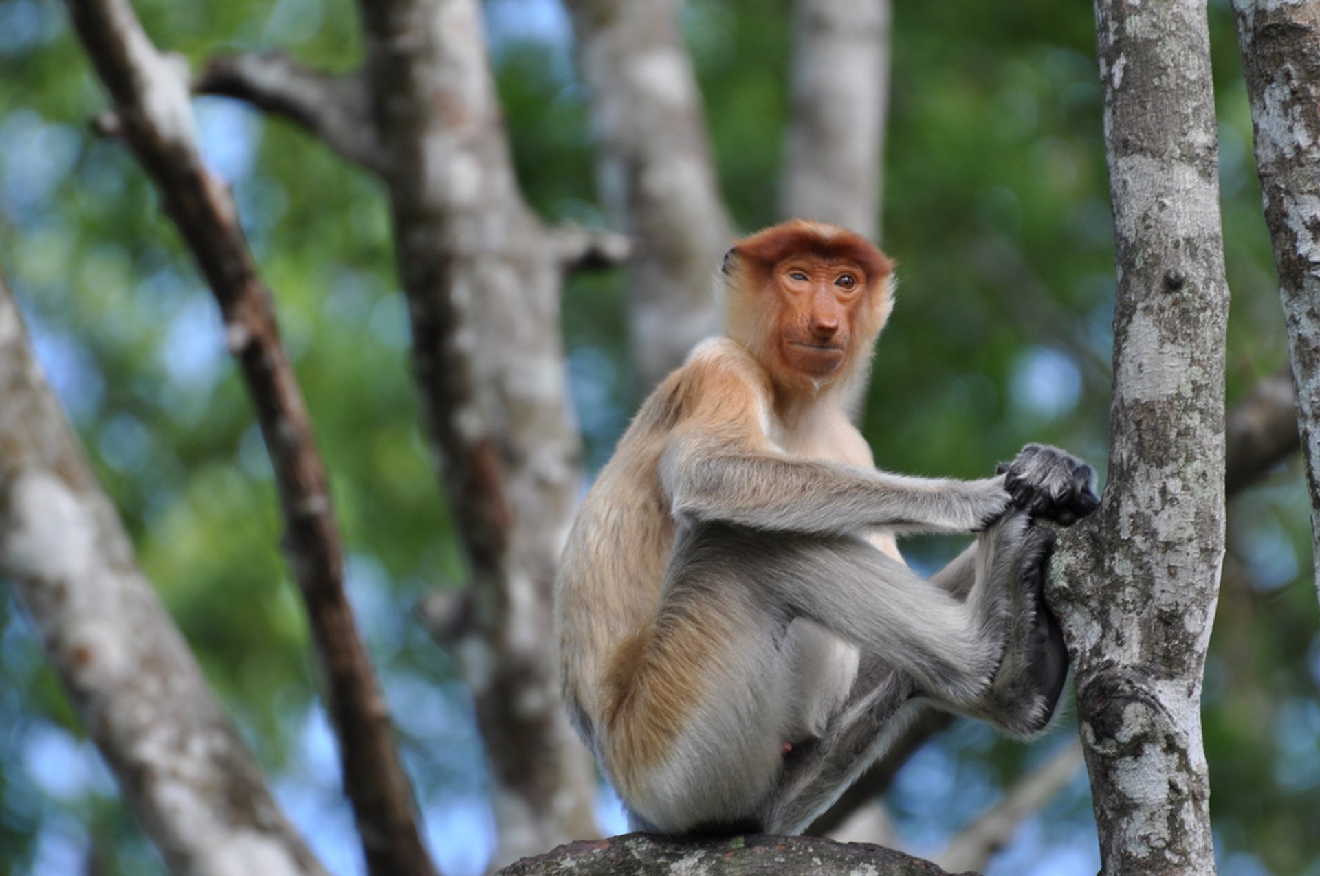 Proboscis Monkeys