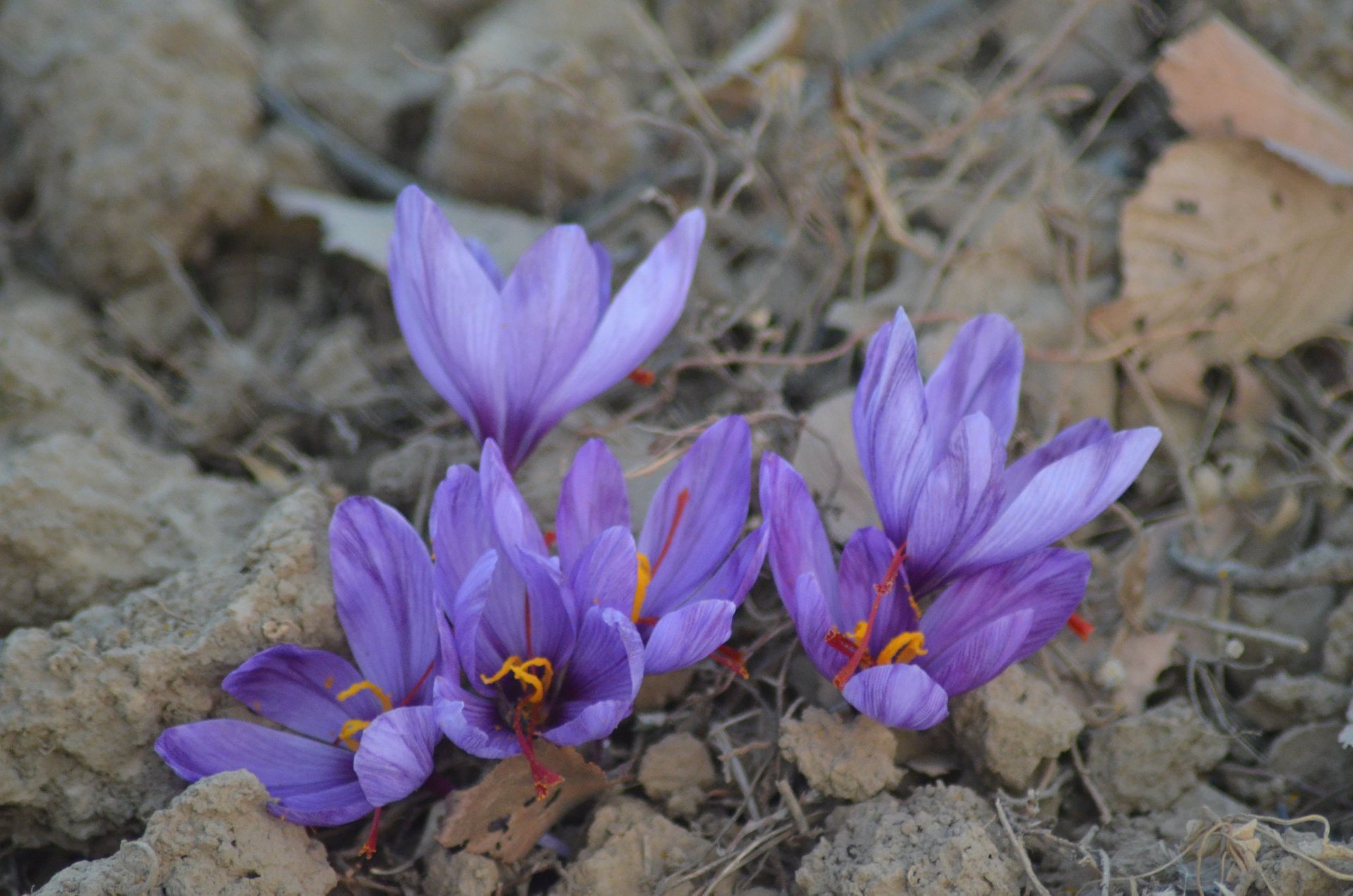 Saffron Harvest