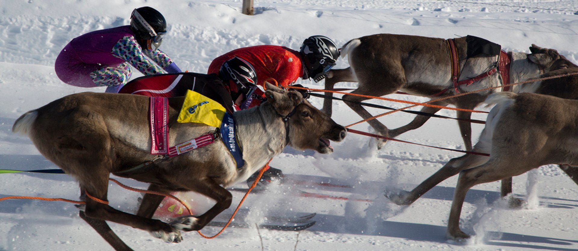 Best time for World Reindeer Racing Championships