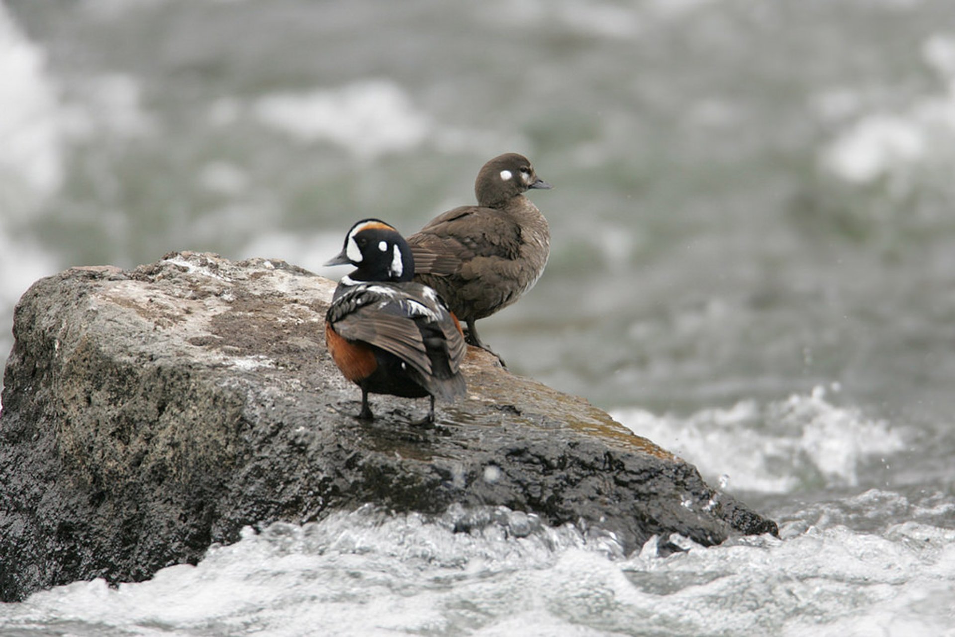 Vogelbeobachtung