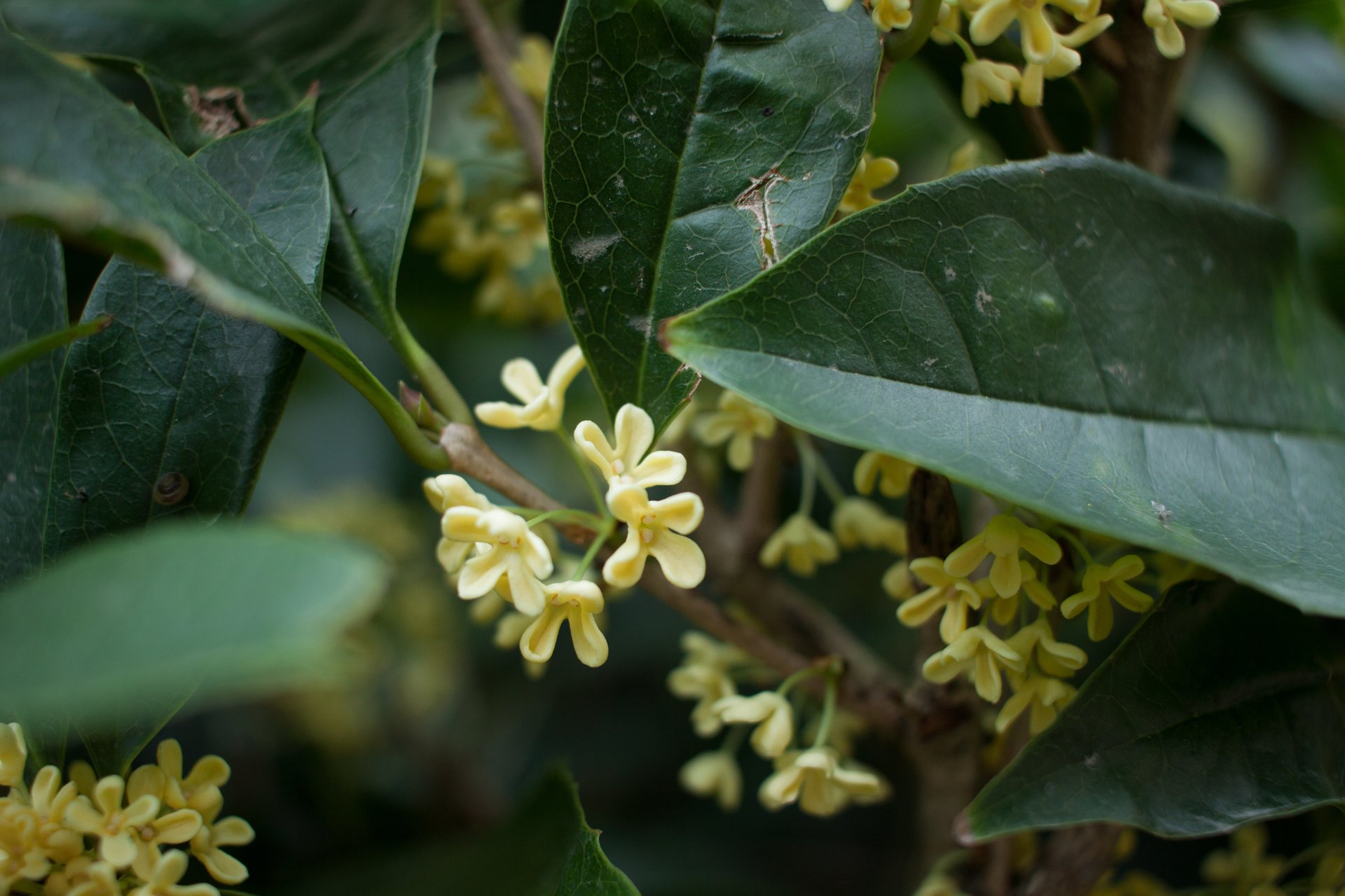 Doux Osmanthus en fleur