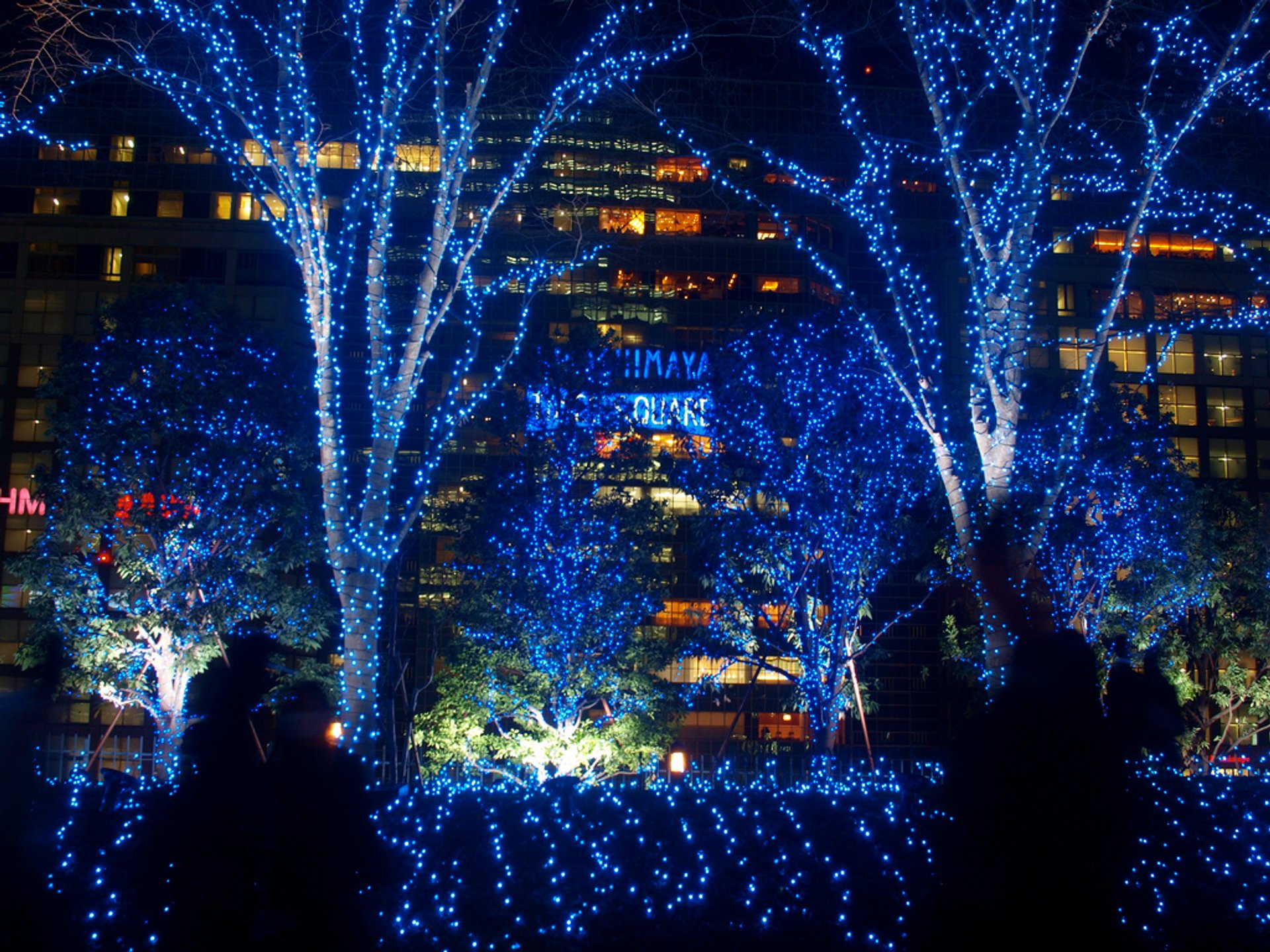 Illumination hivernale, Tokyo, 20242025