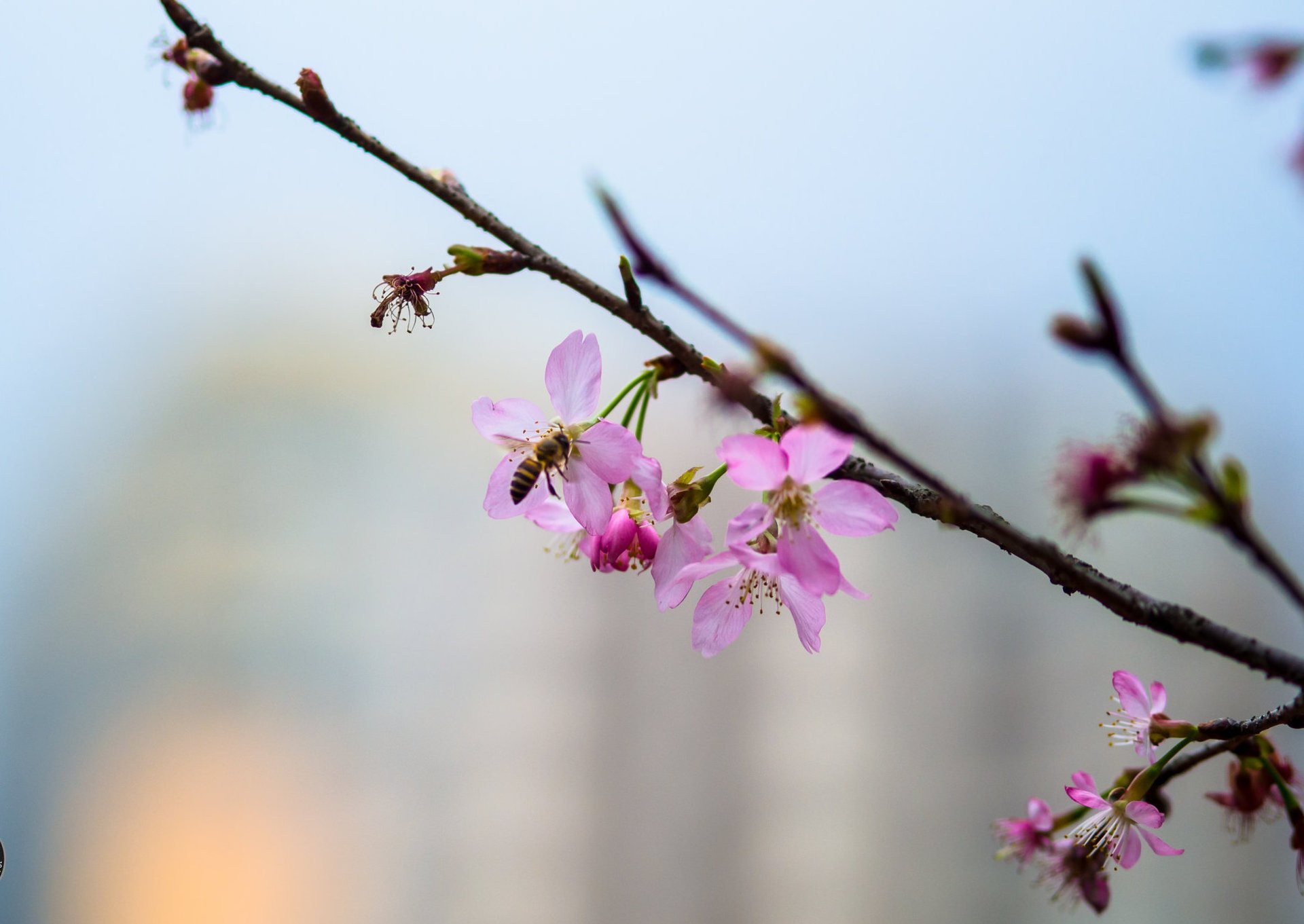 Cerezos en flor