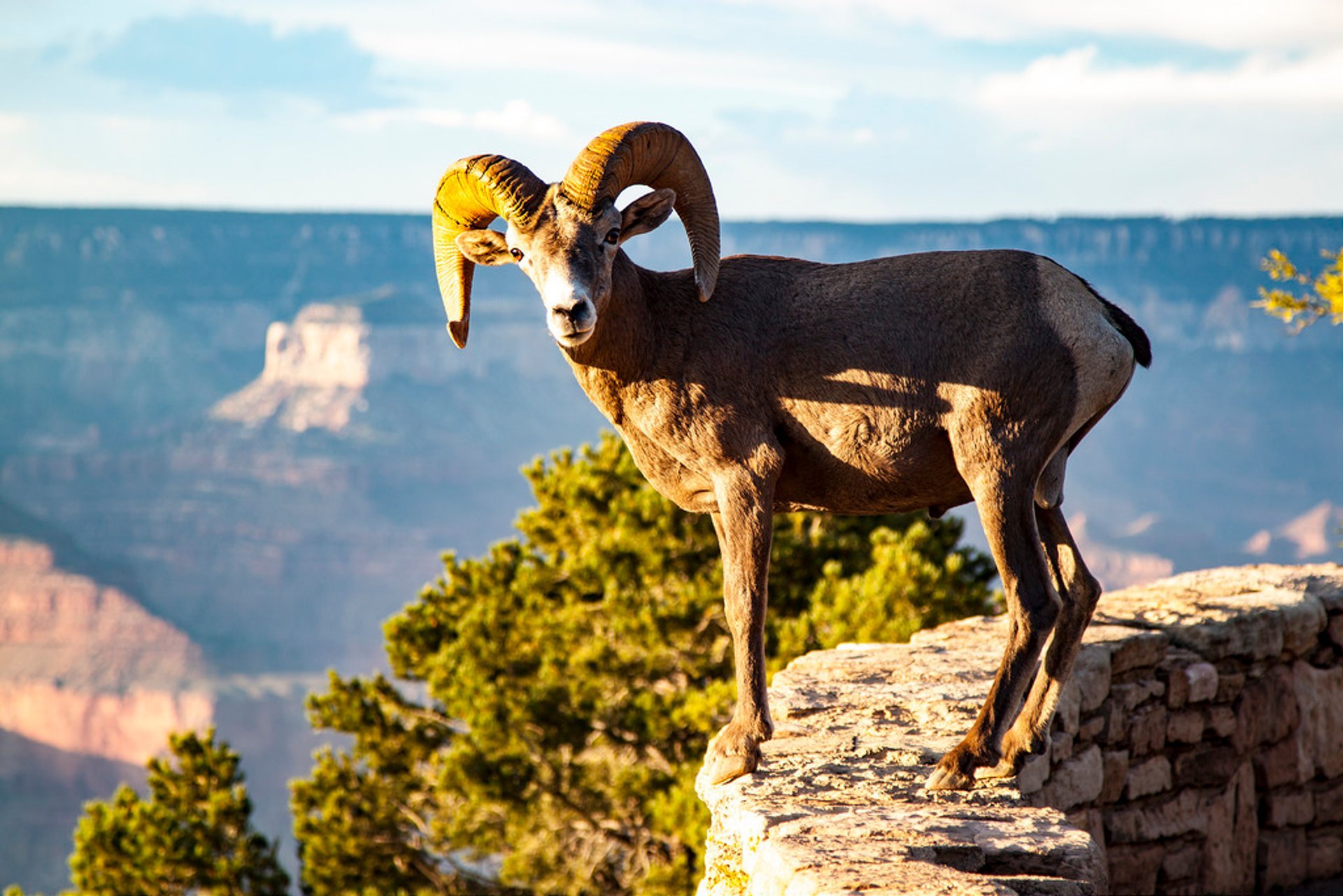 Wildtiere beobachten in Grand Canyon, 2024