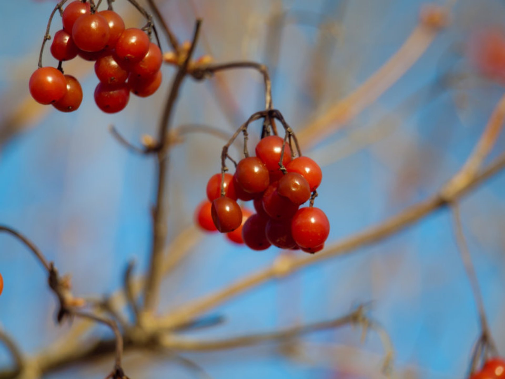 Kalyna (Viburnum)