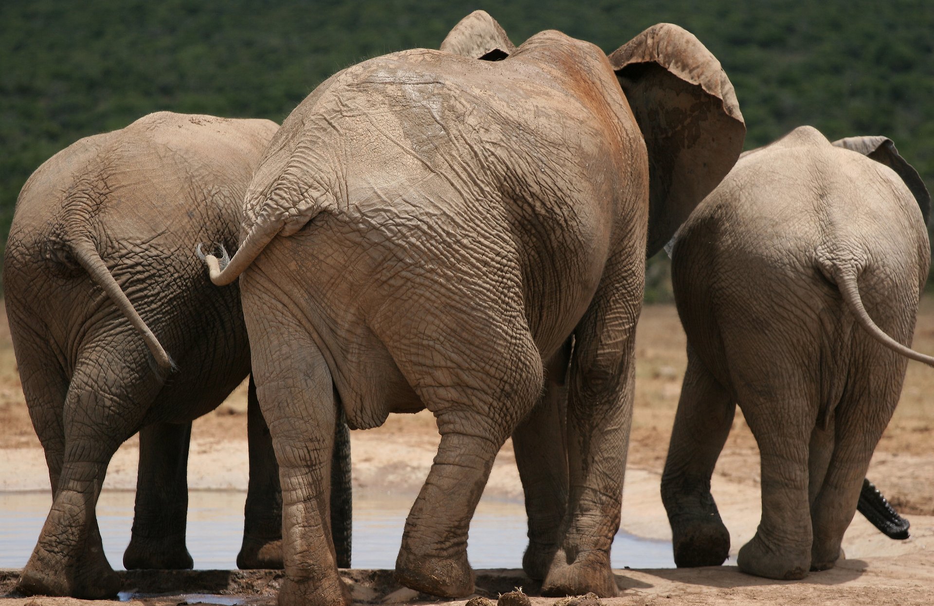 Safari in the Cape Town Vicinity in Cape Town 2020 - Best Time