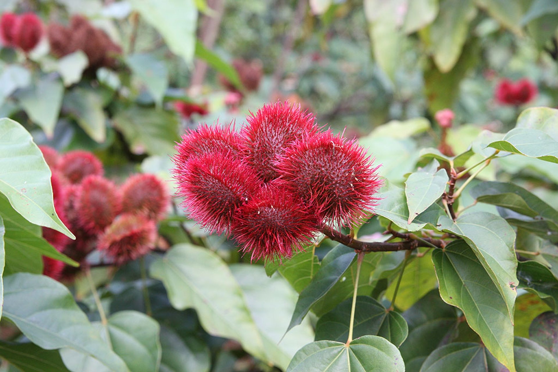 Shoki Shoki (Rambutan) in Zanzibar - Best Season