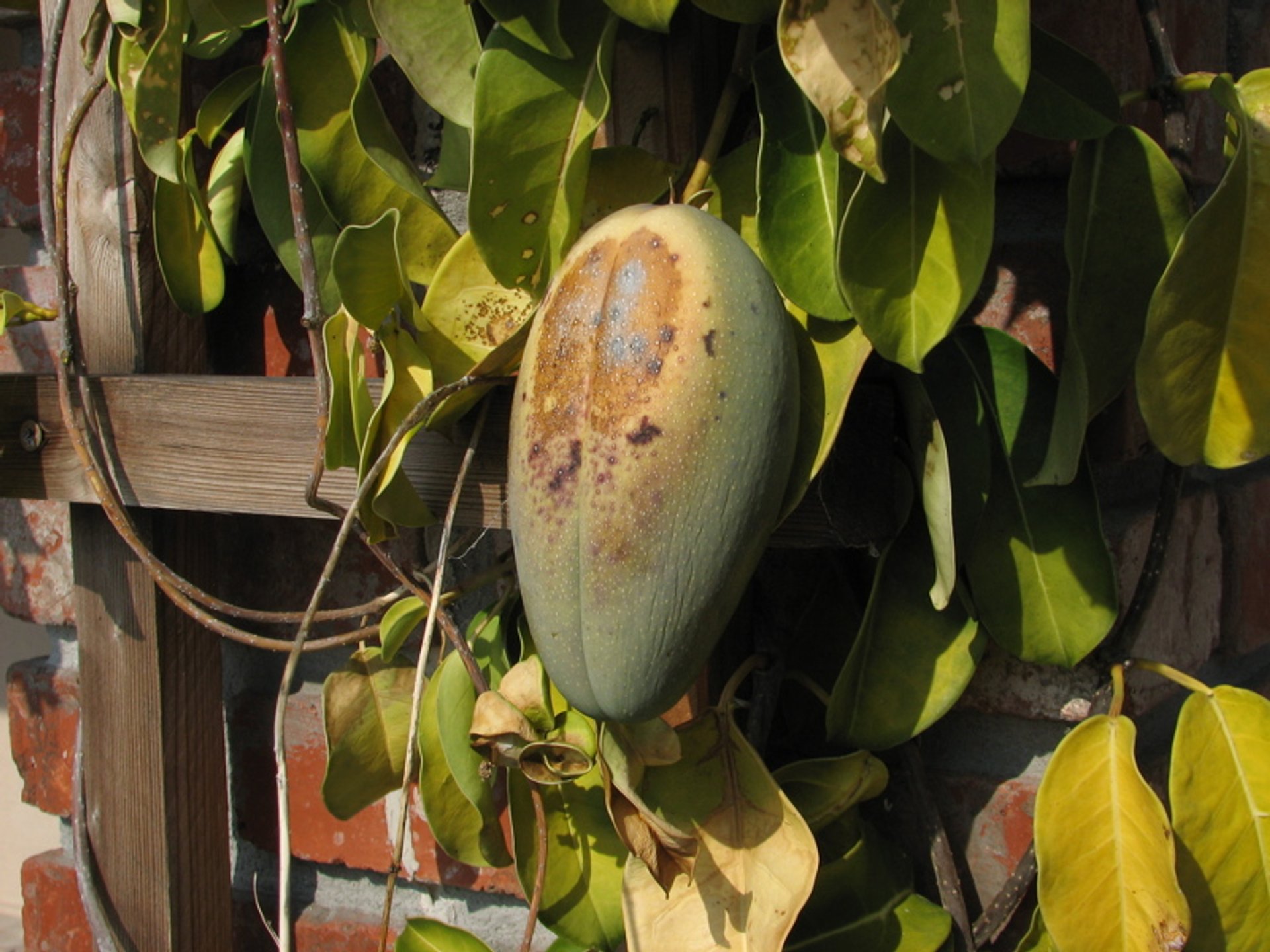 Estación de frutas exóticas