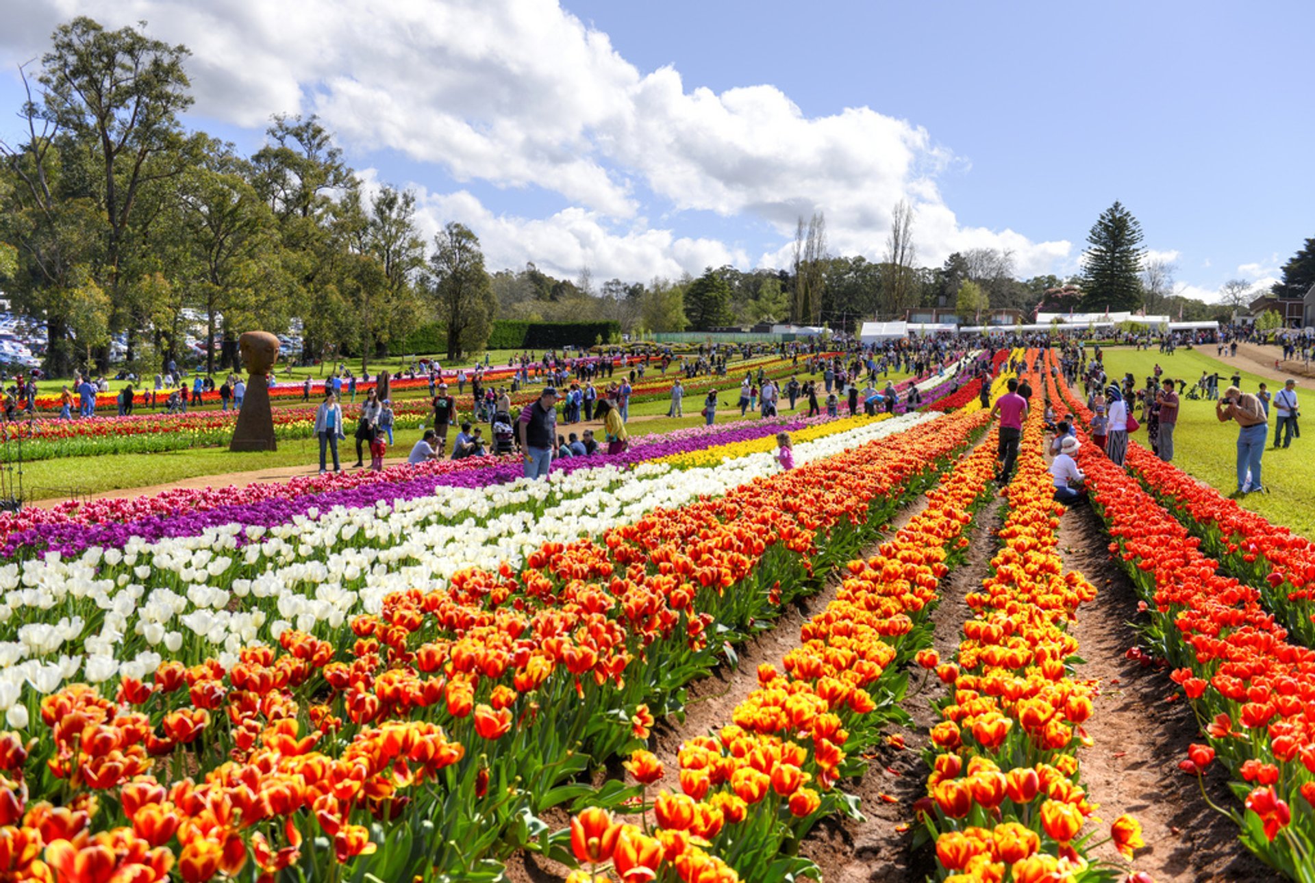 Festival di Tesselaar Tulipani