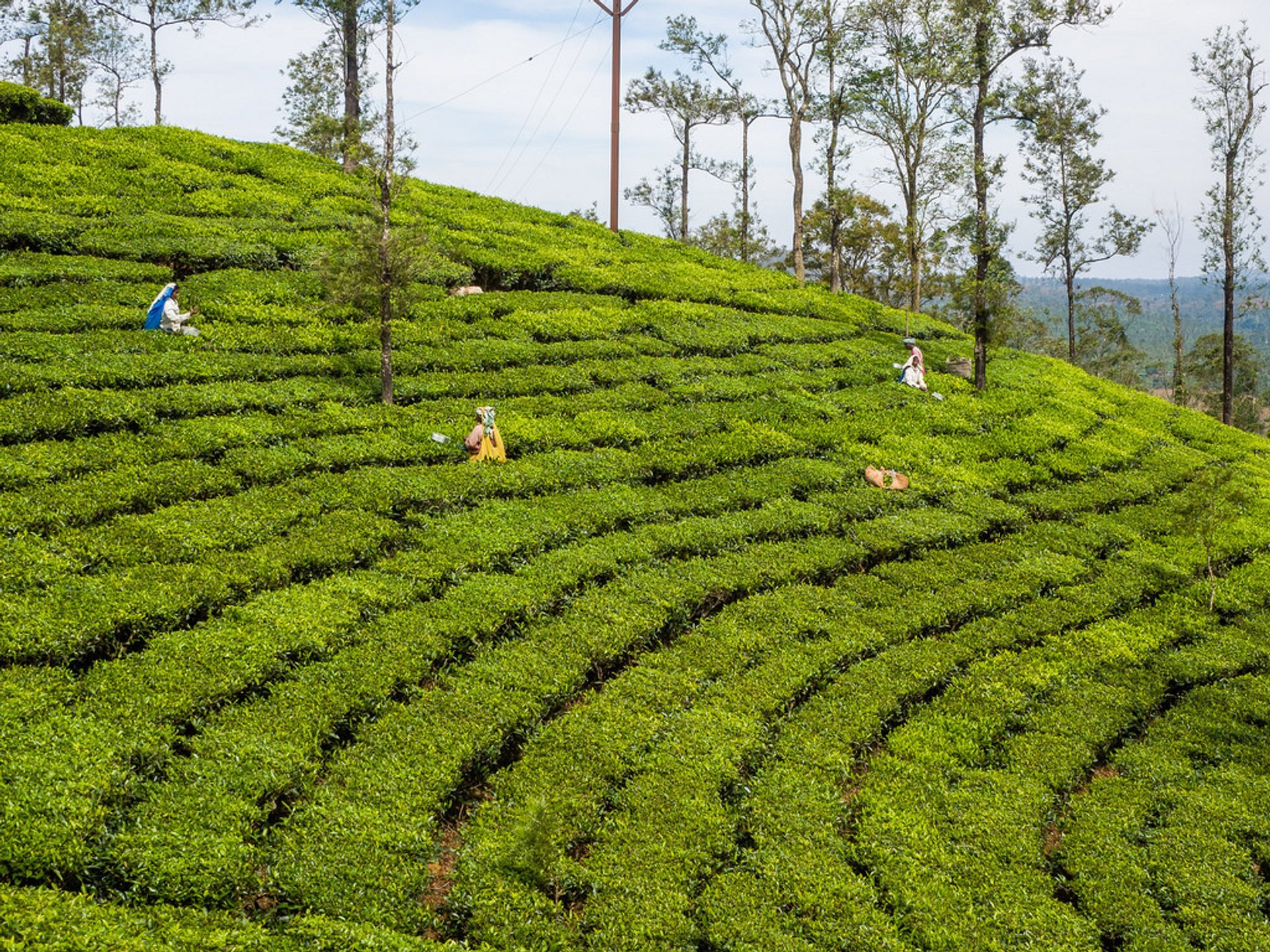 Cosecha de té