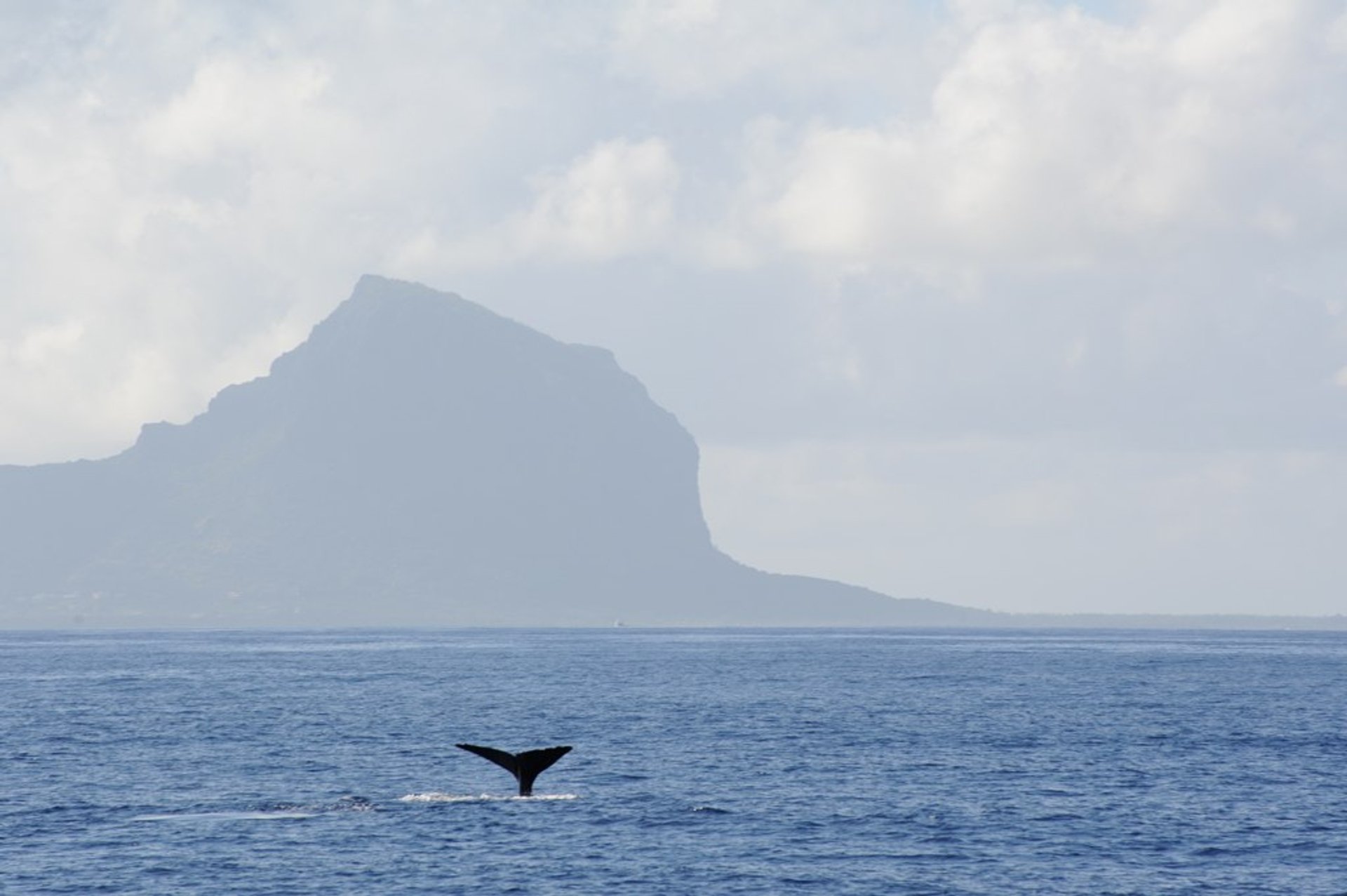 Whale Watching (Walbeobachtung)
