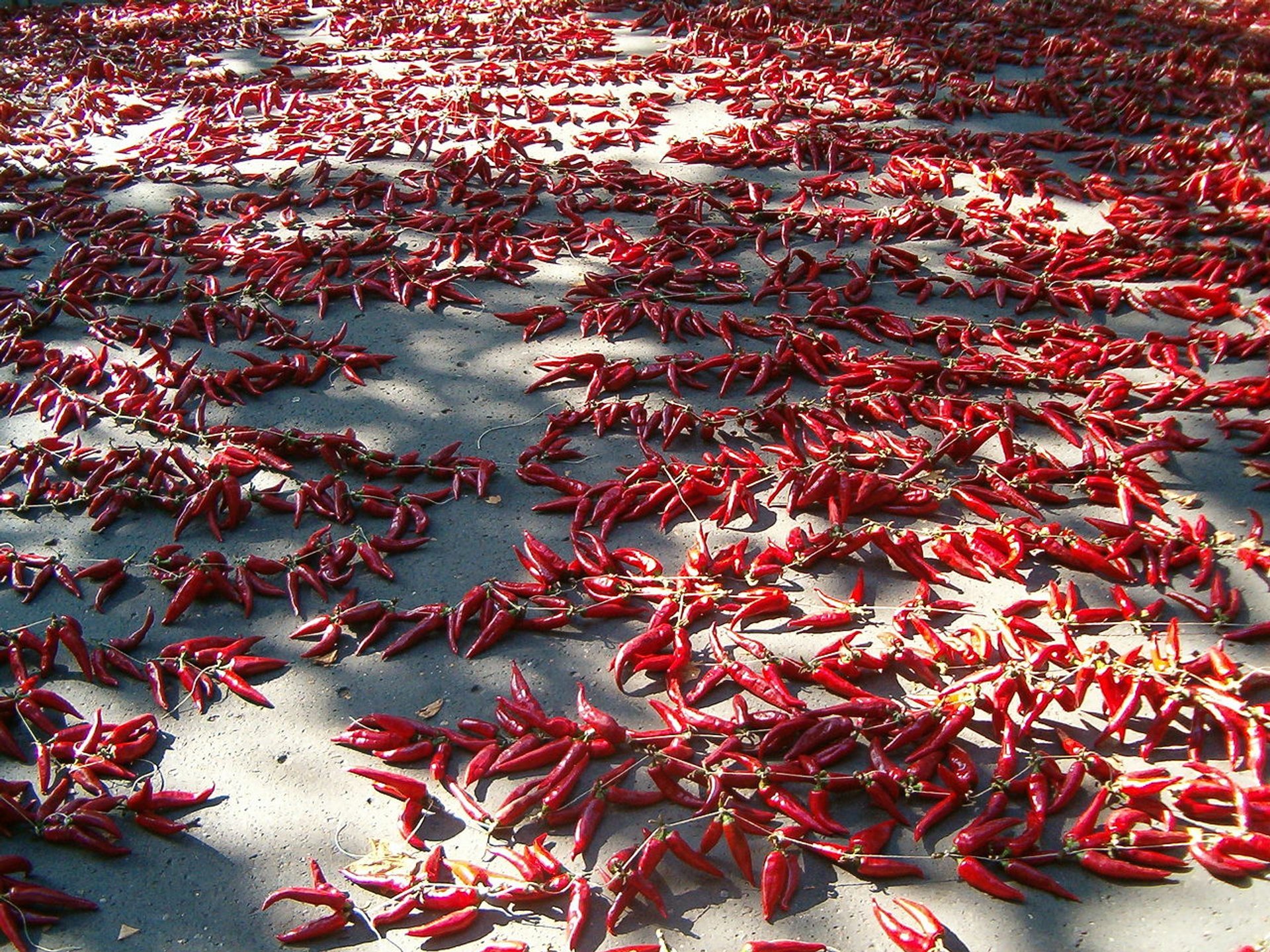 Raccolta della paprika