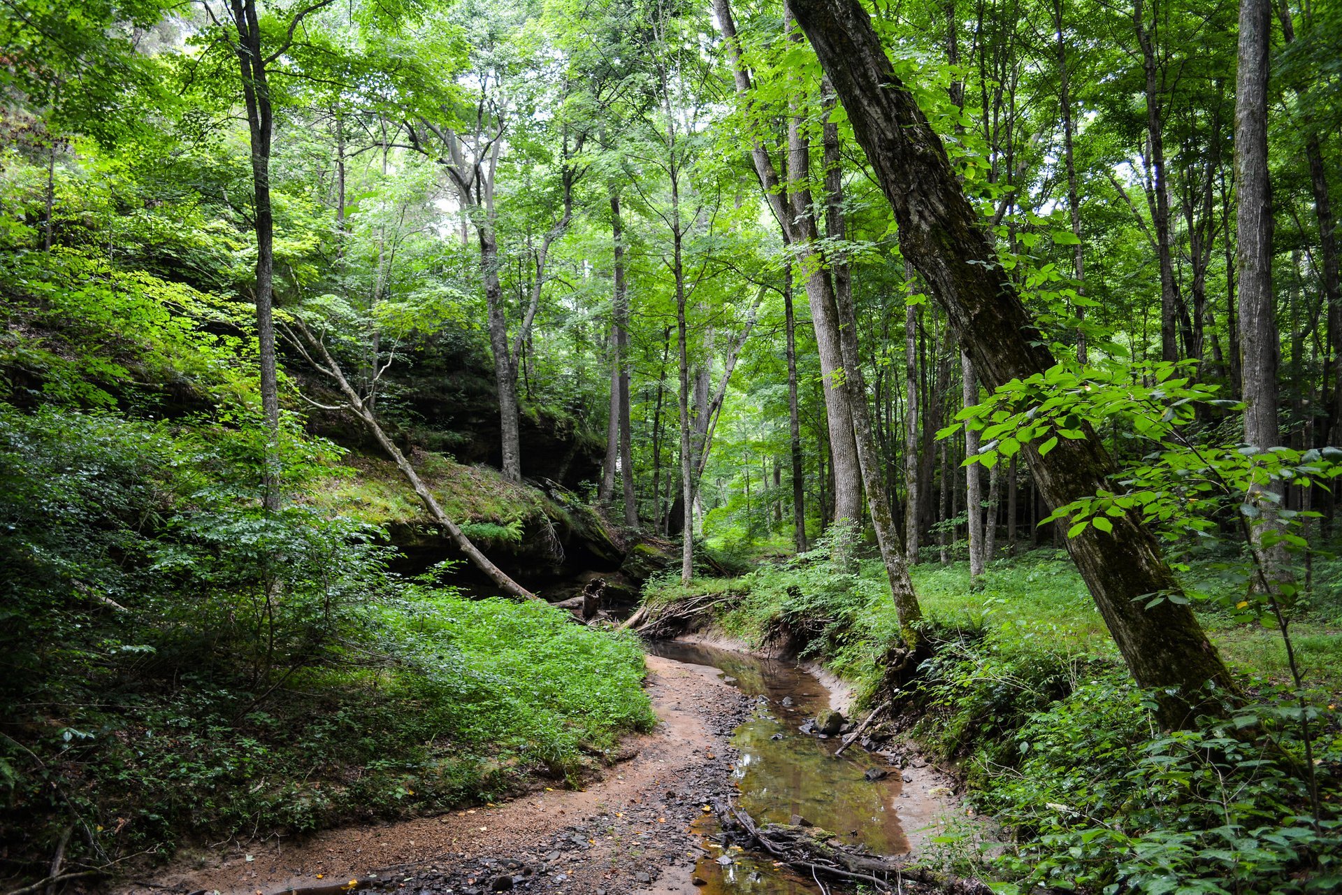 Shawnee National Forest