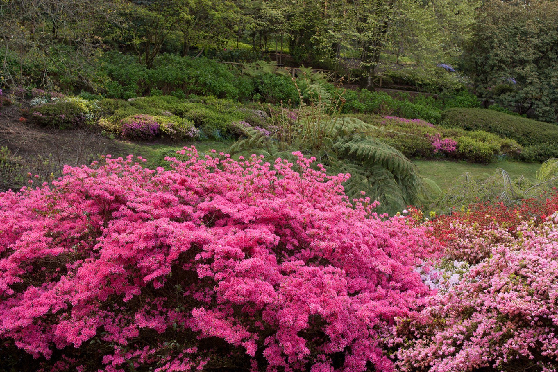 Rhododendron Blüht in Dandenong Ranges Botanischer Garten