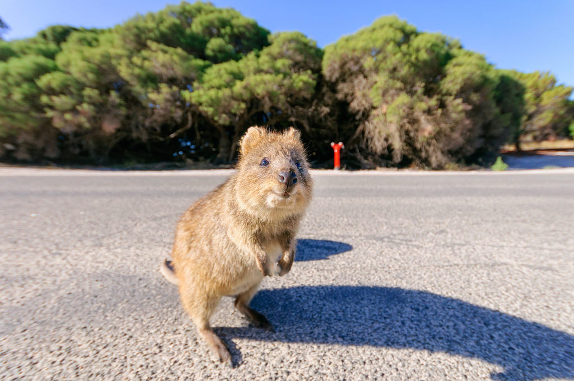 Quokka, l'animale più felice del mondo