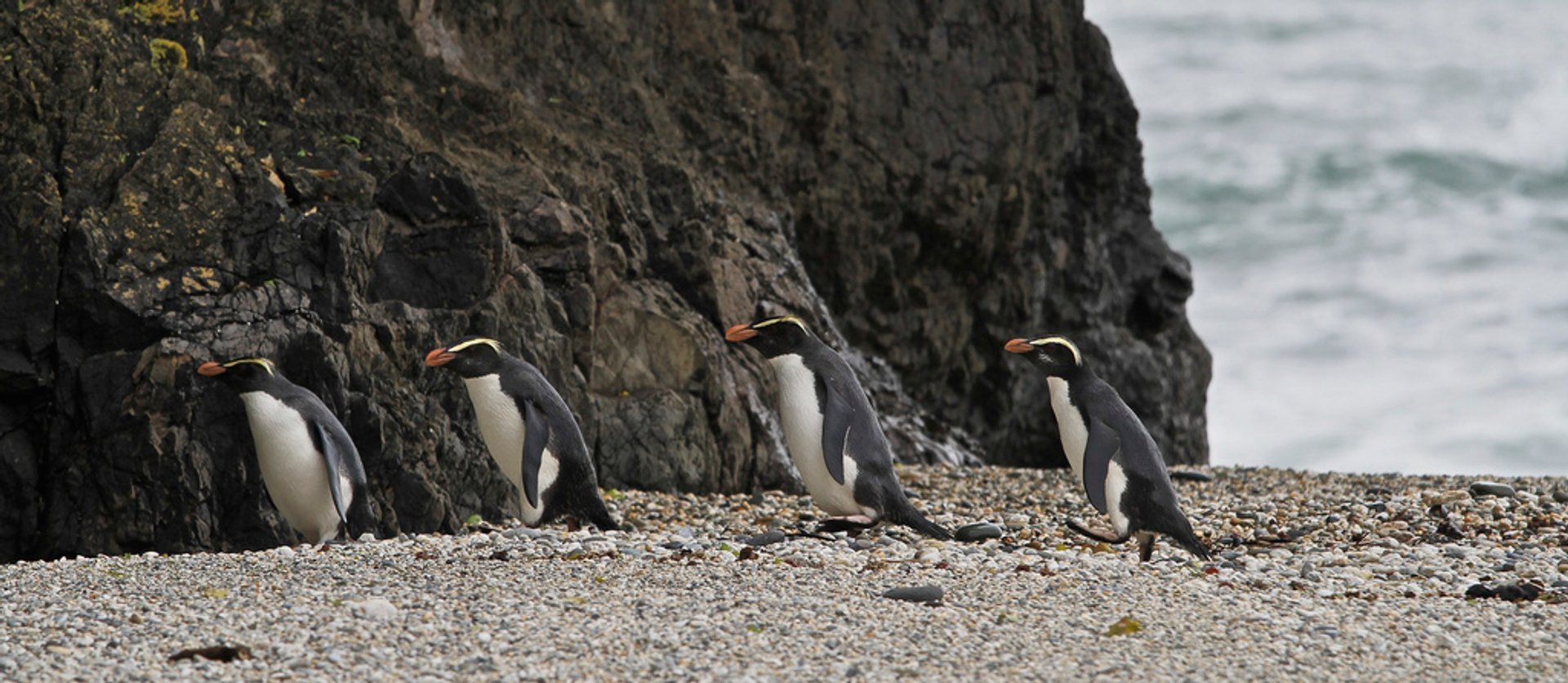 Tawaki: el pingüino de la foresta tropical