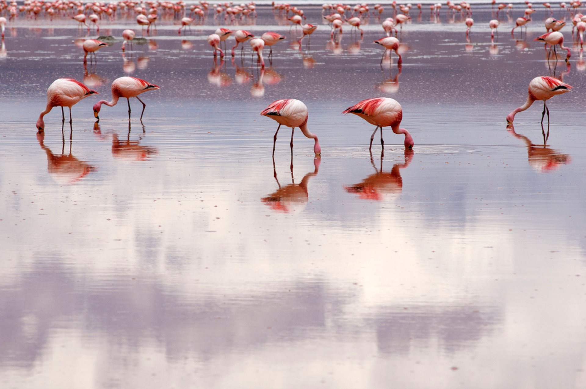 Flamants roses