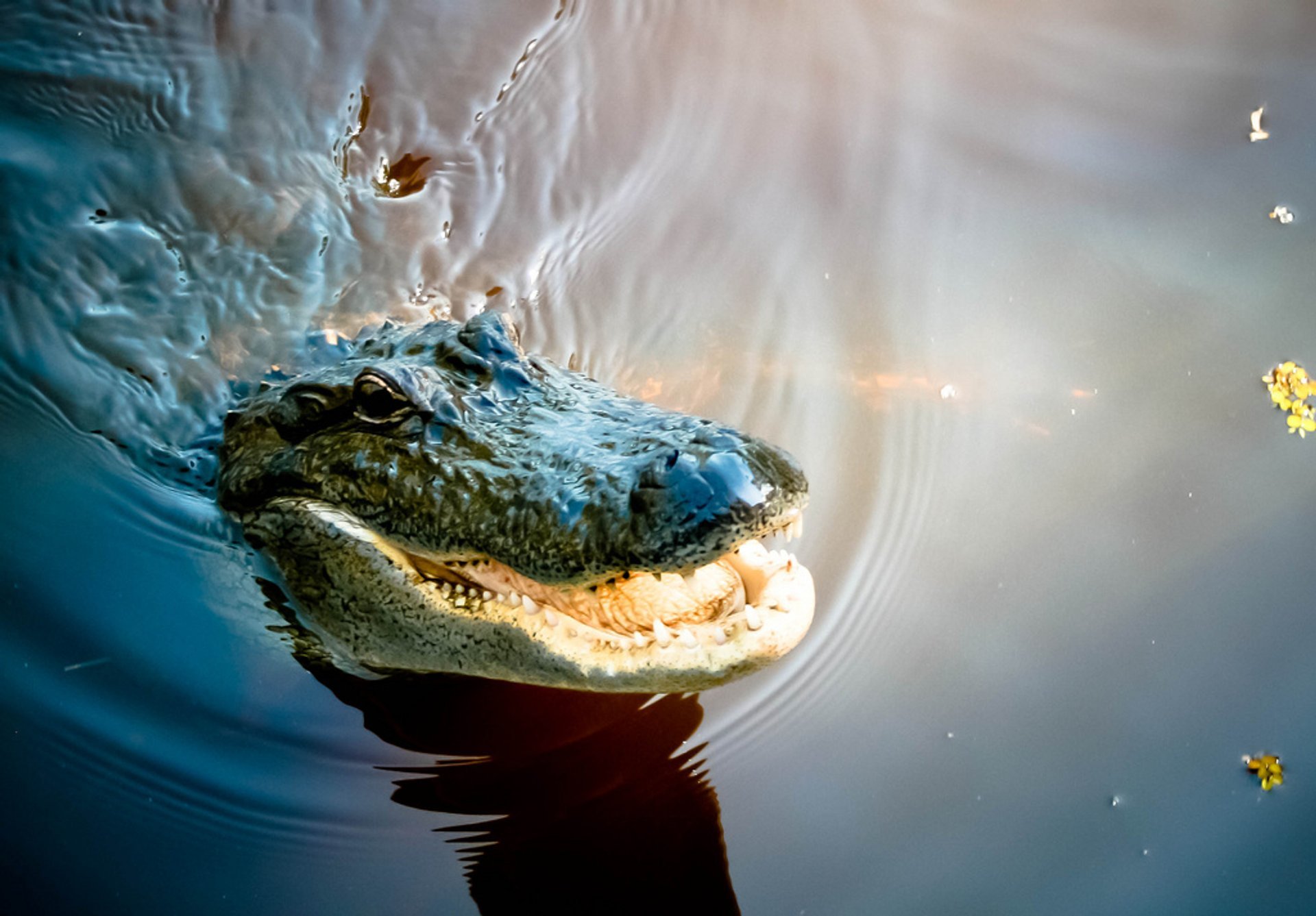 Wild Alligator Season in New Orleans 2024 Rove.me