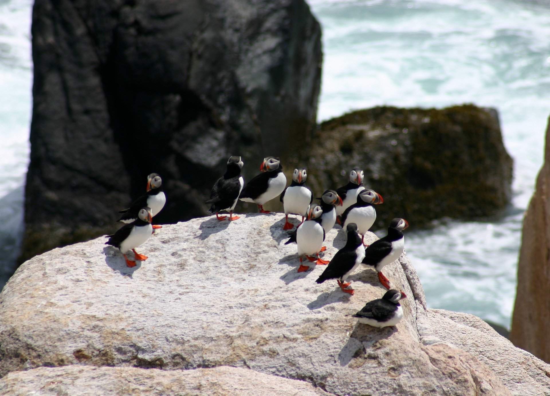 Puffin Watching