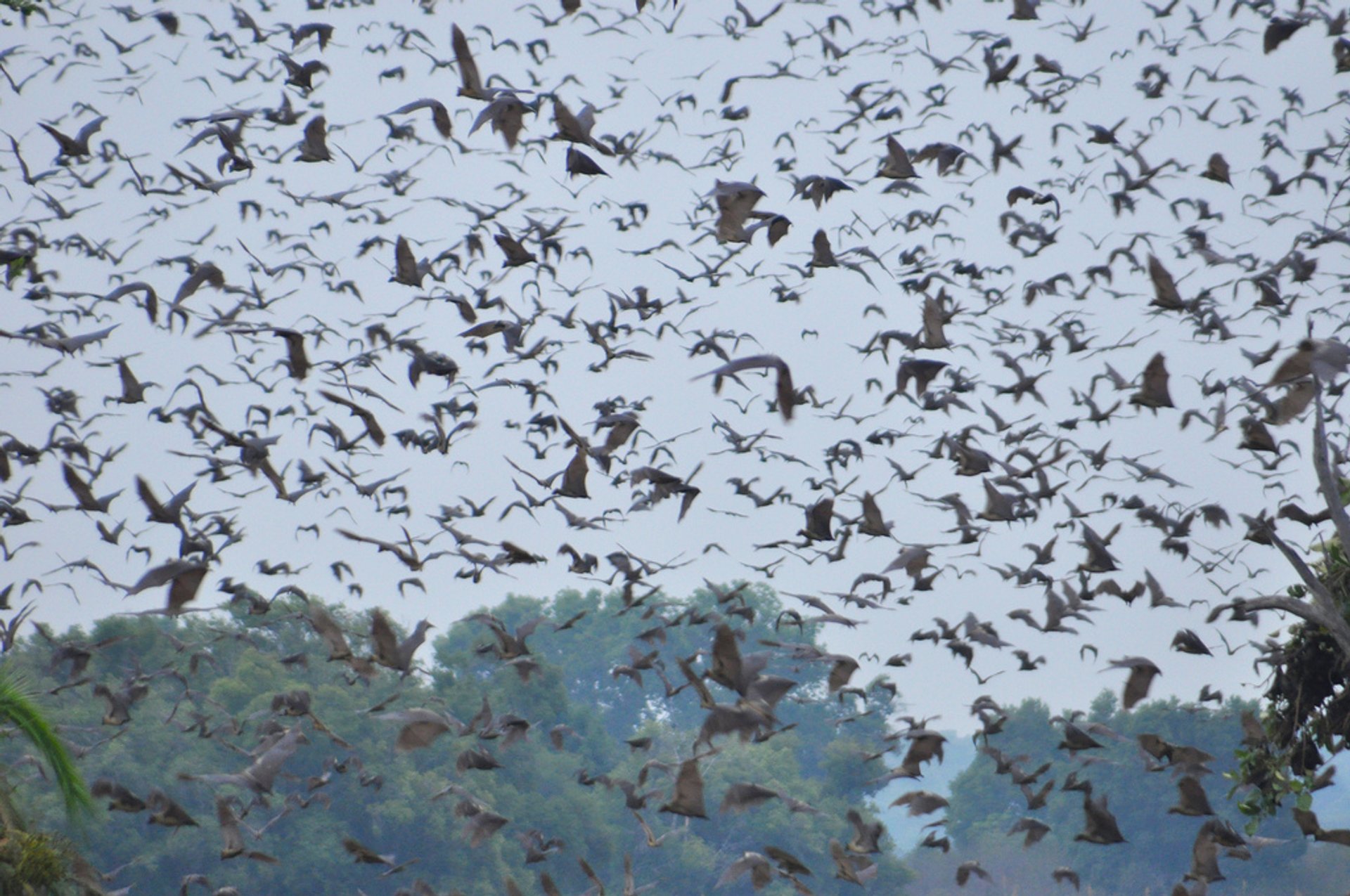 Migration des chauves-souris