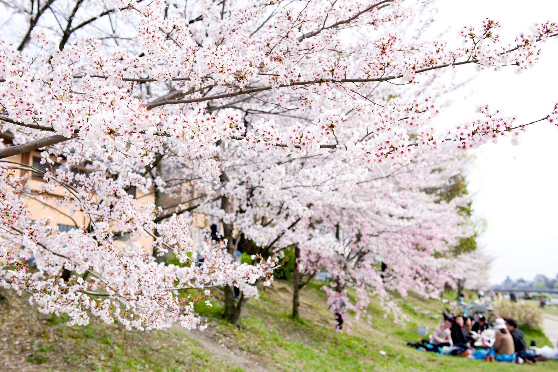 Cerezos en flor