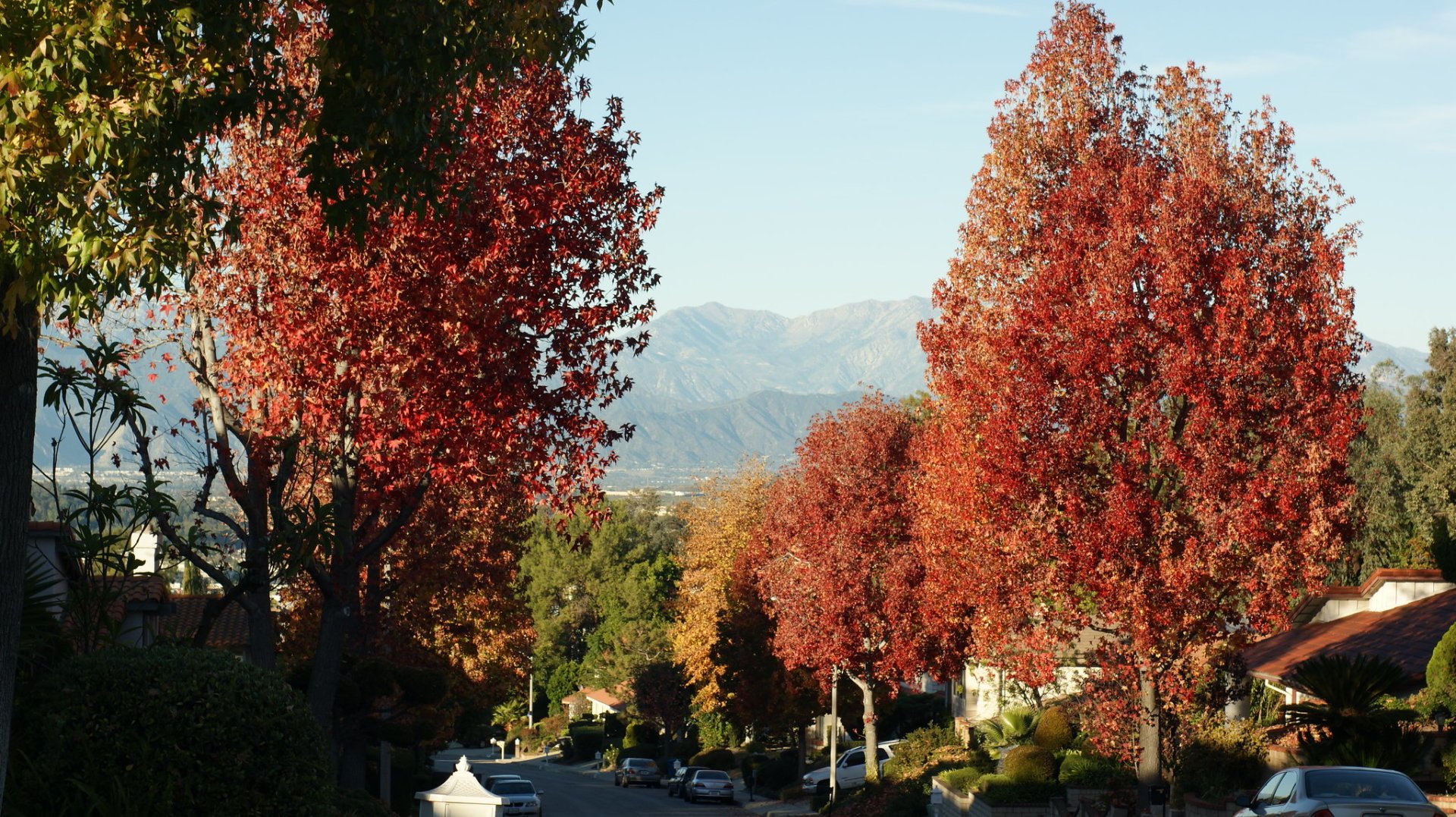 Herbstlaub in der Nähe von Los Angeles
