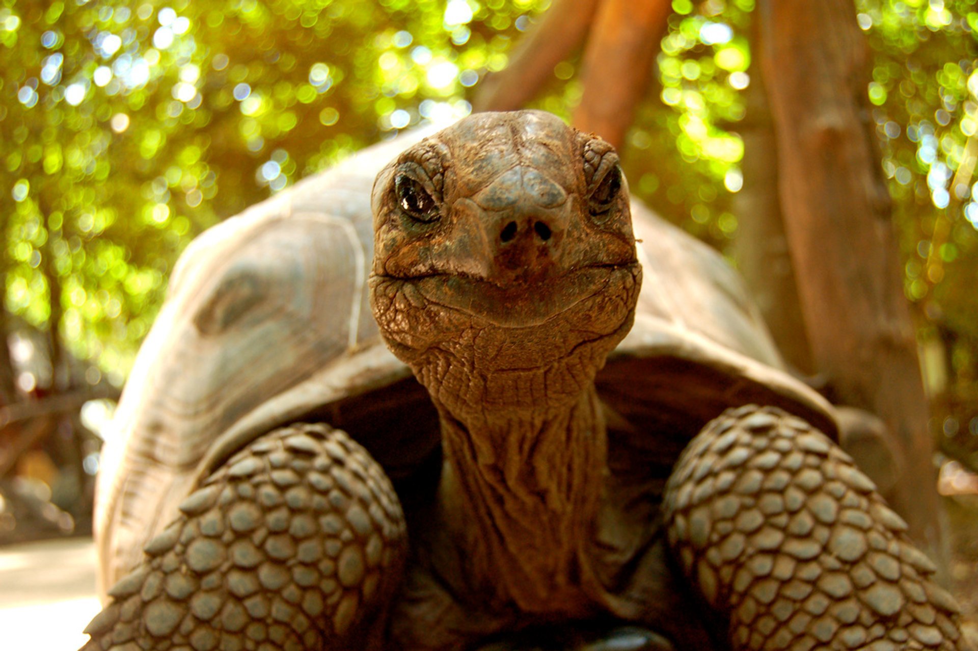 Bambino gigante Tortoise sull'isola della prigione