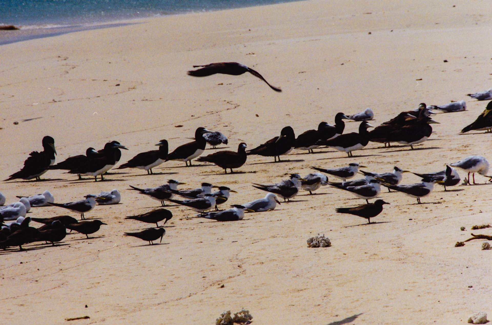 Breeding and Nesting Sea Birds
