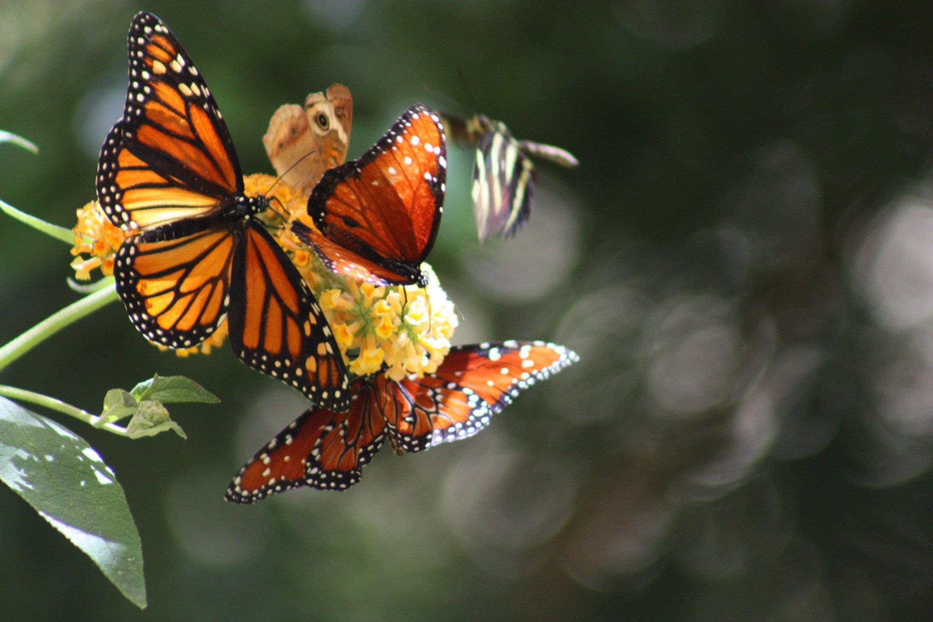 Mariposas monárquicas