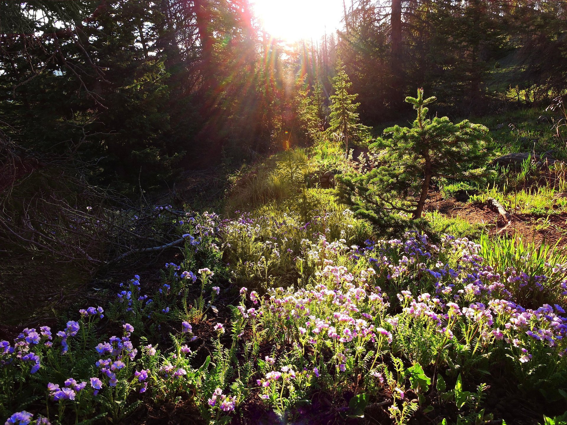 A Guide to Colorado's Spectacular Wildflower Season - 5280