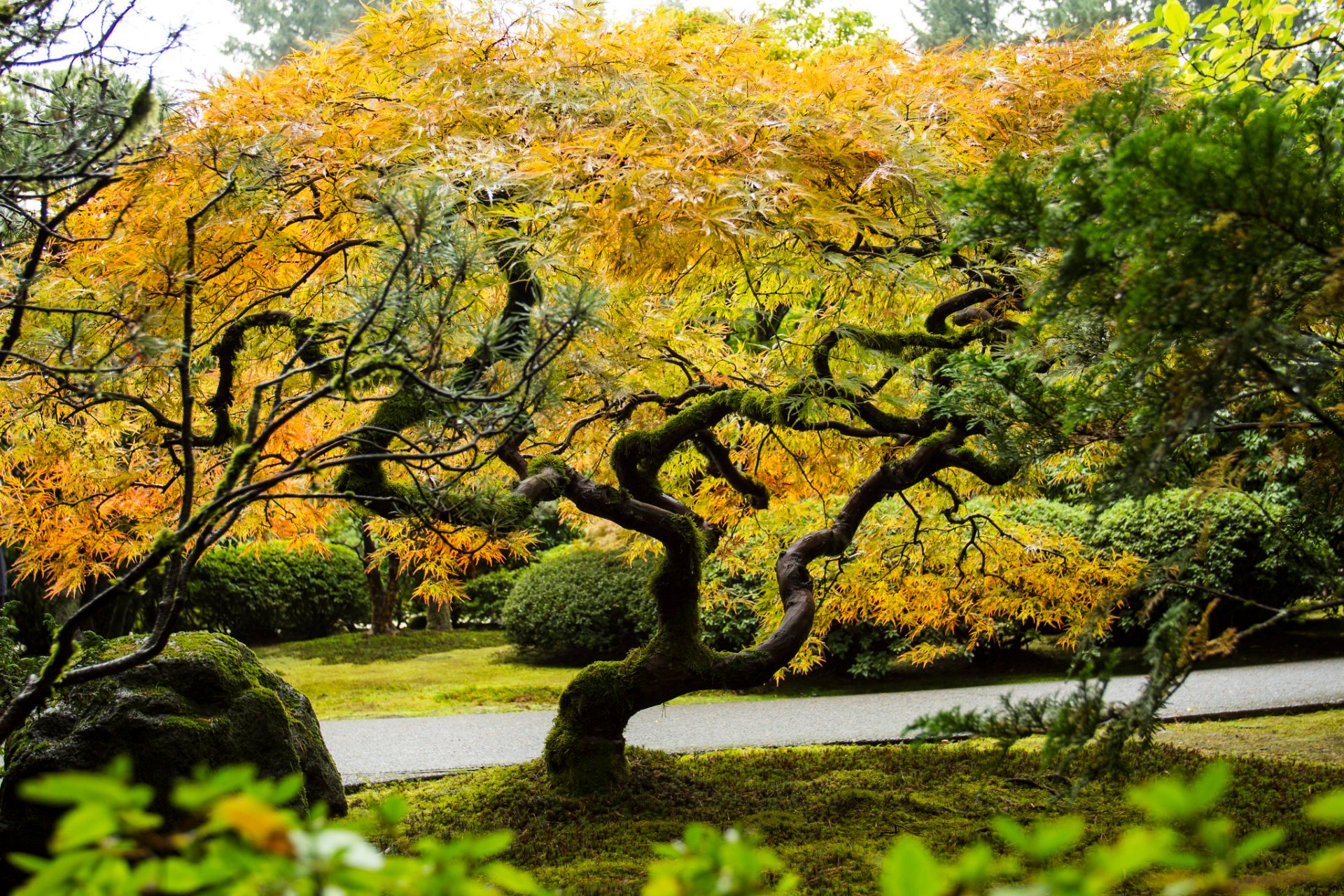 Colores de otoño de Portland