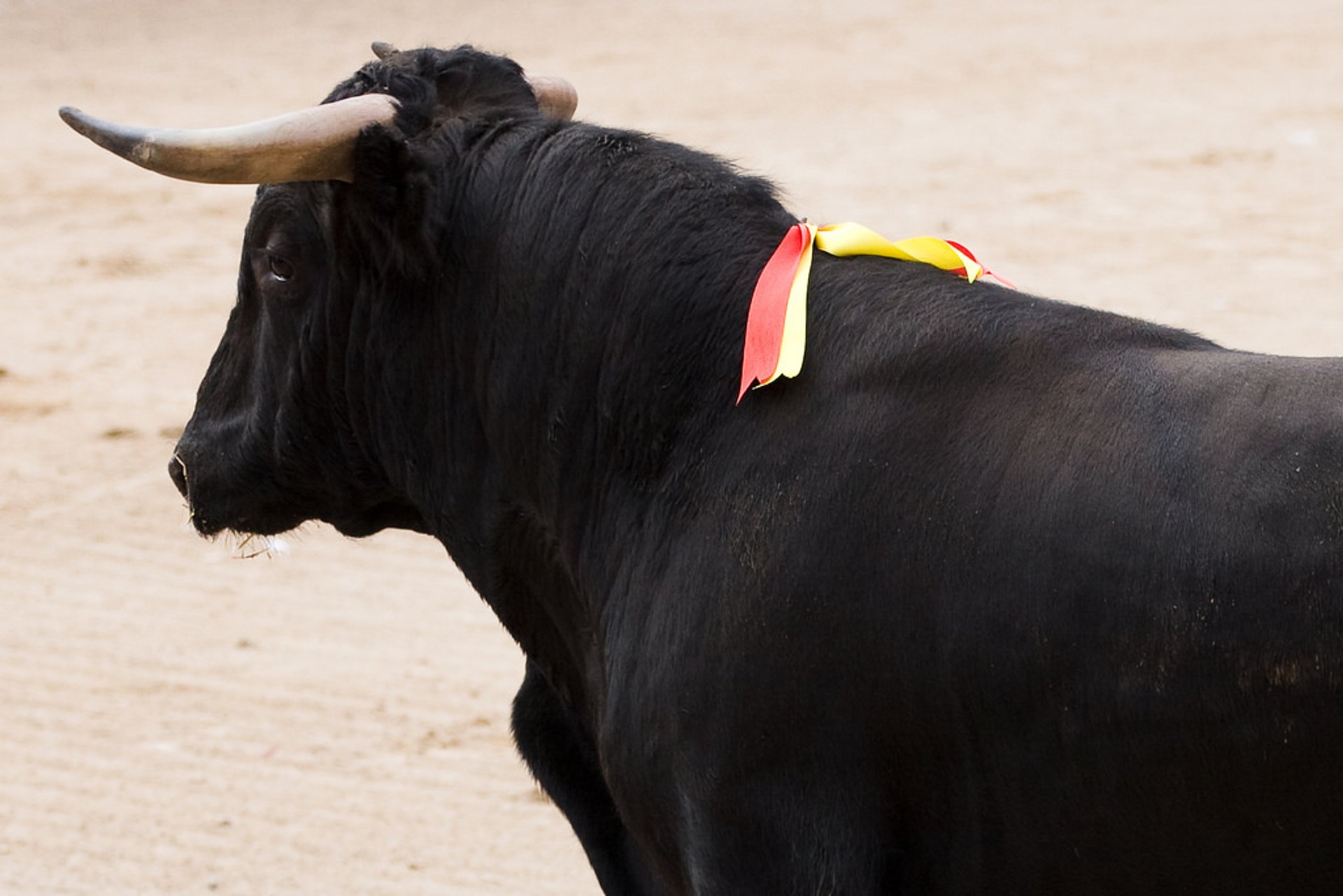 Bullfighting (Corrida de Toros)