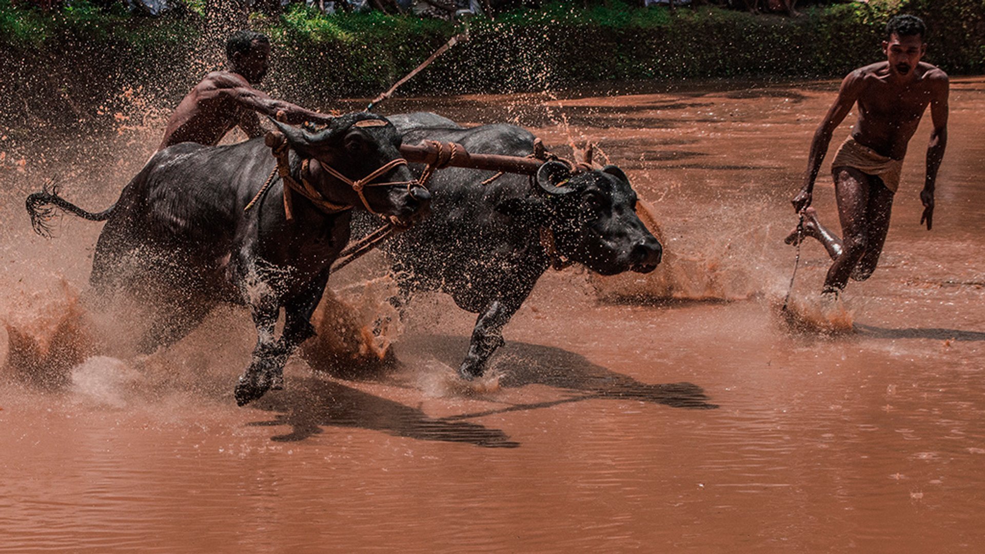 Bull Surfing