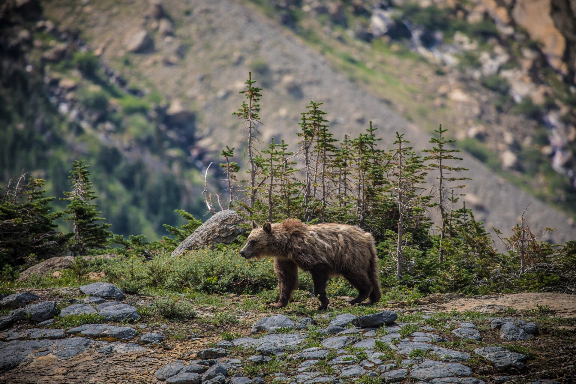 Best Time to See Grizzly Bears in Glacier National Park, Glacier