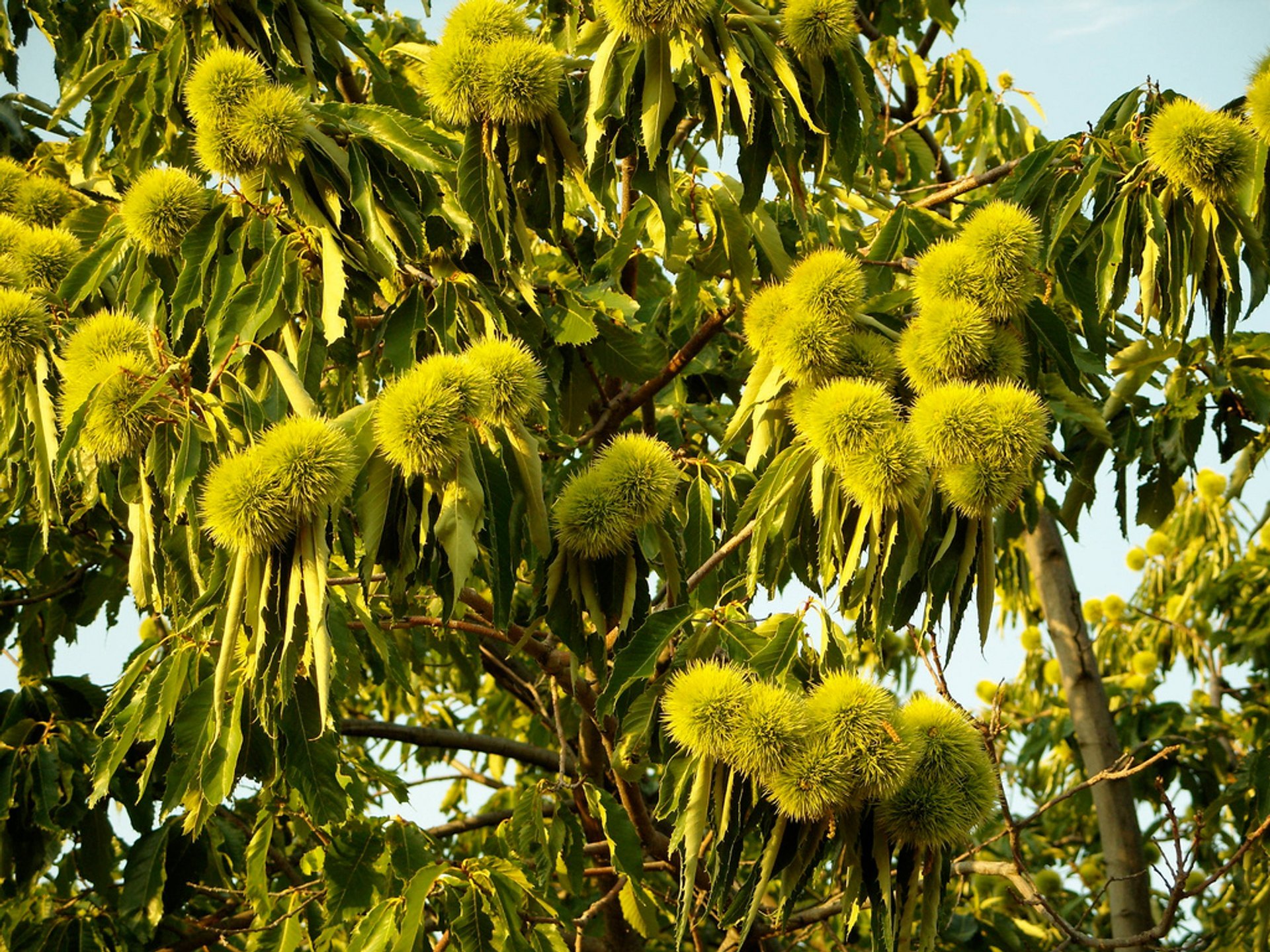 Elos Colheita de castanho e Festival