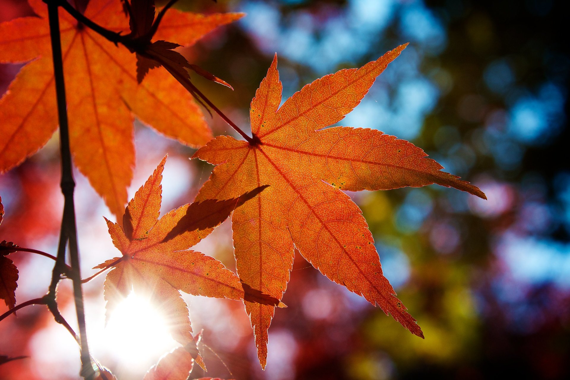 Fall Foliage