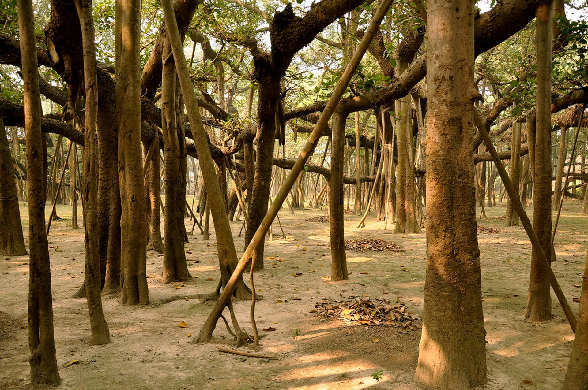 Grand arbre de Banyan