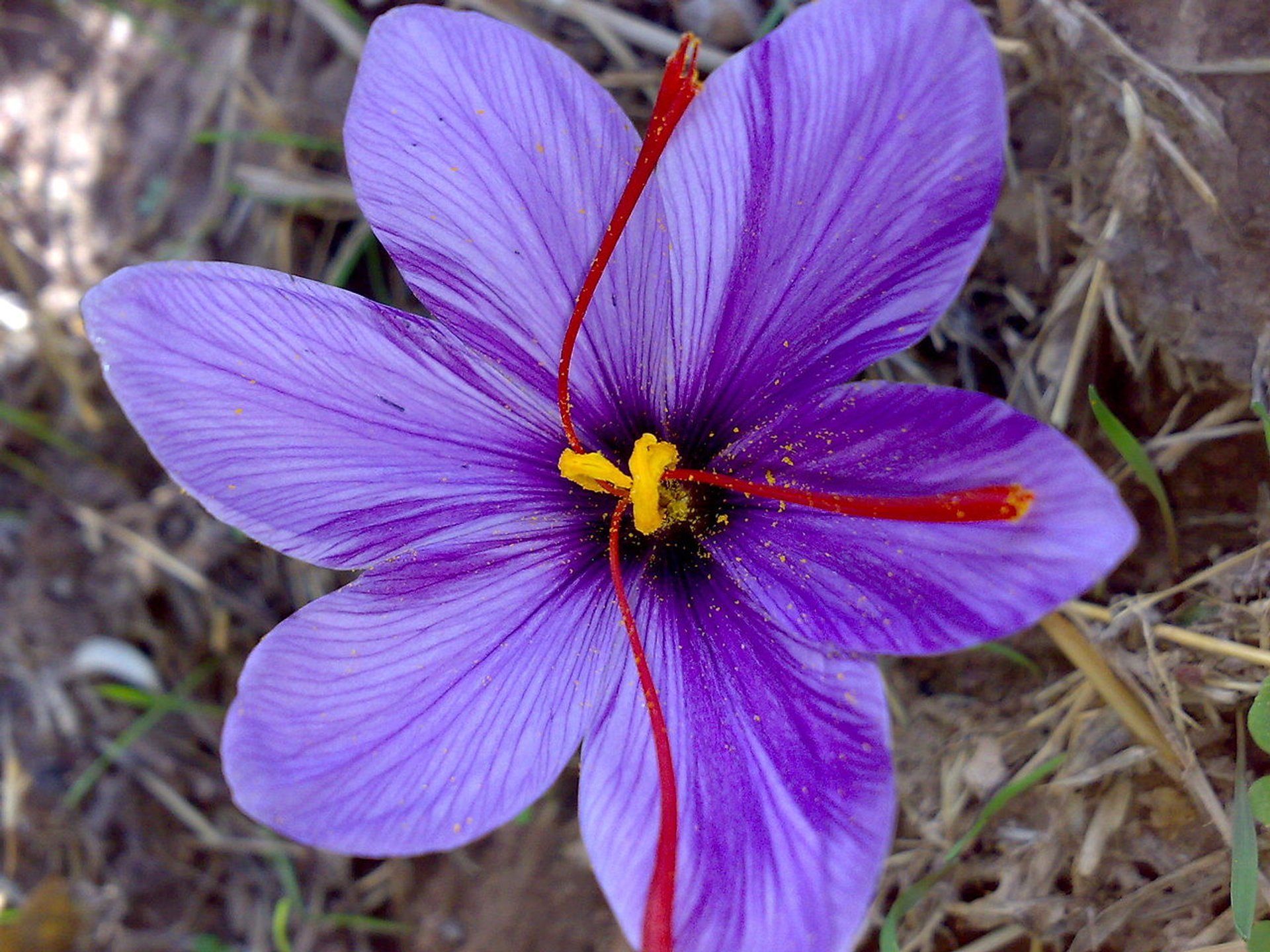 Saffron Harvest