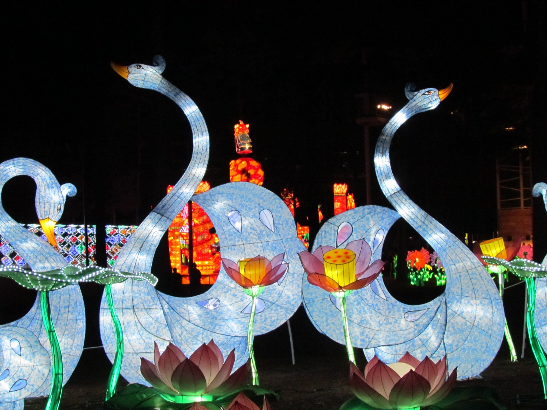 NC Chinese Lantern Festival