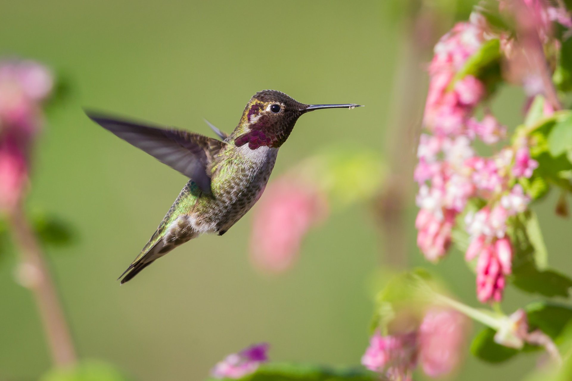 Colibris à Seattle