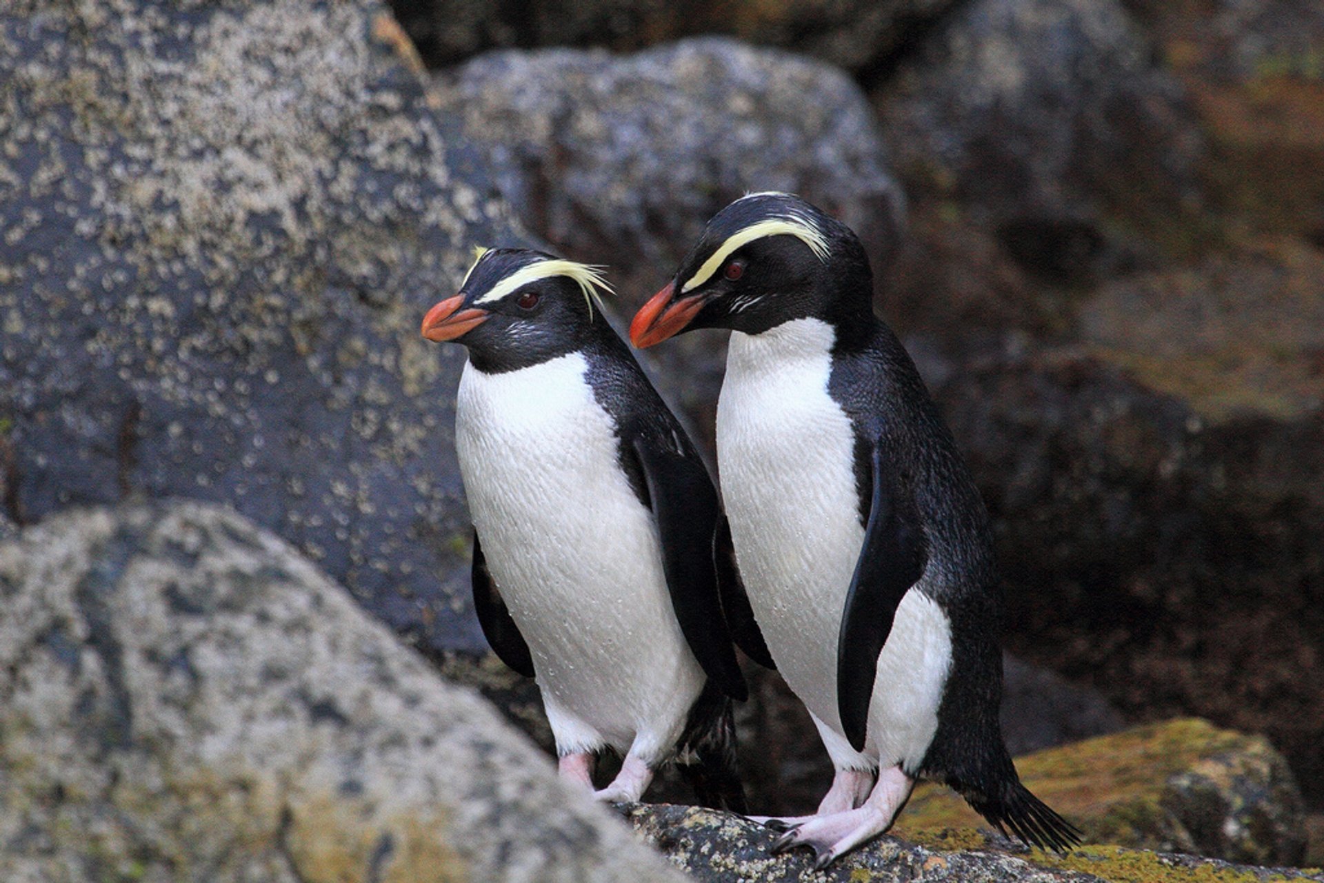 Tawaki — der Regenwaldpinguin