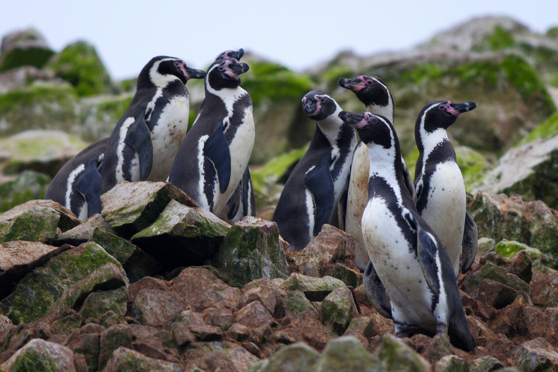 Meeresfauna der Ballestas-Inseln